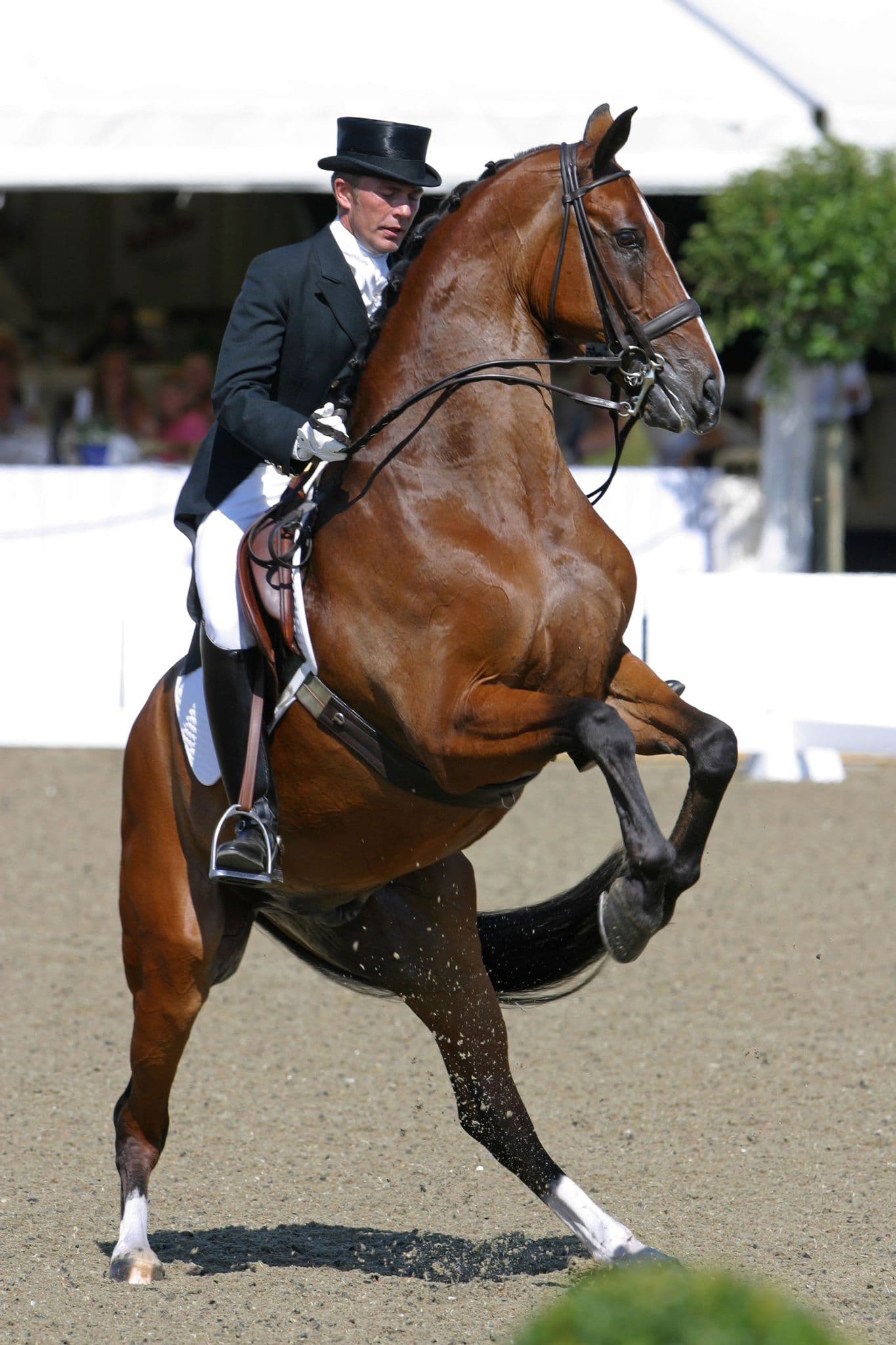 Ridden horse showing signs of discomfort – behaviour and pain assessment guide