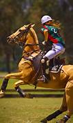 Saddlery, tack, horse riding and the equestrian rider