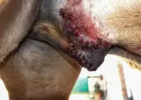 Sarcoids in Horses - Living with the condition and treatment.