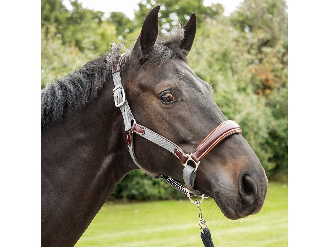 leather webbing headcollar havana/navy - equestrian equipment