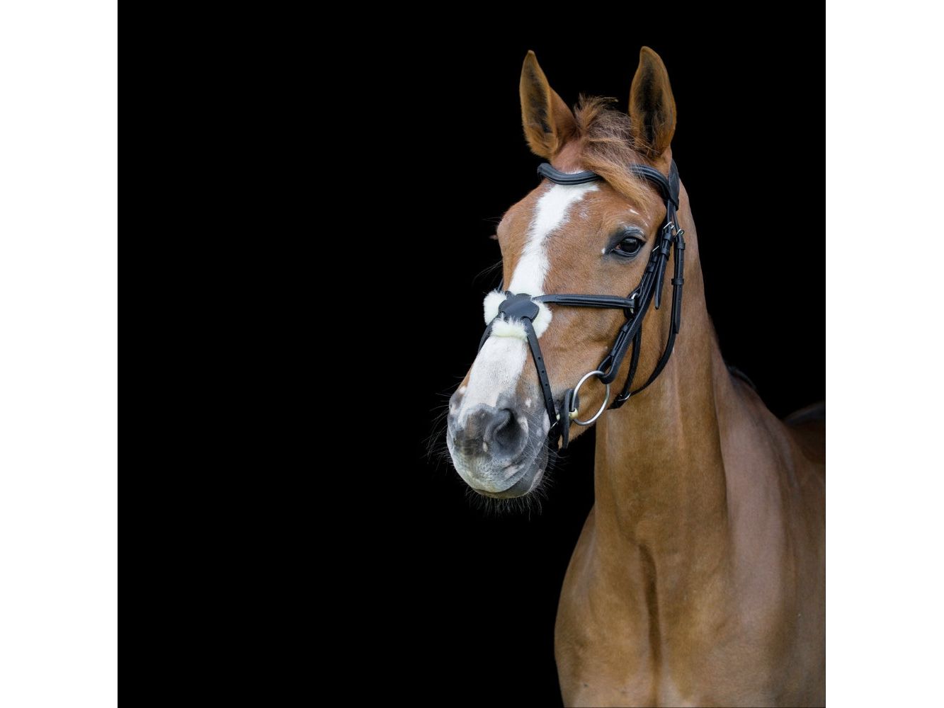 Anatomic Grackle Bridle detail view