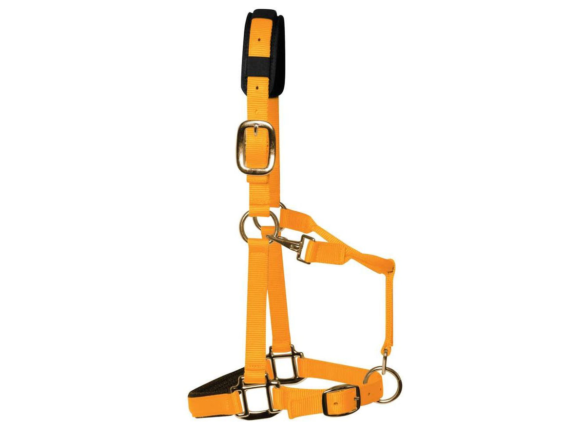 KM Elite Padded Headcollar - Orange