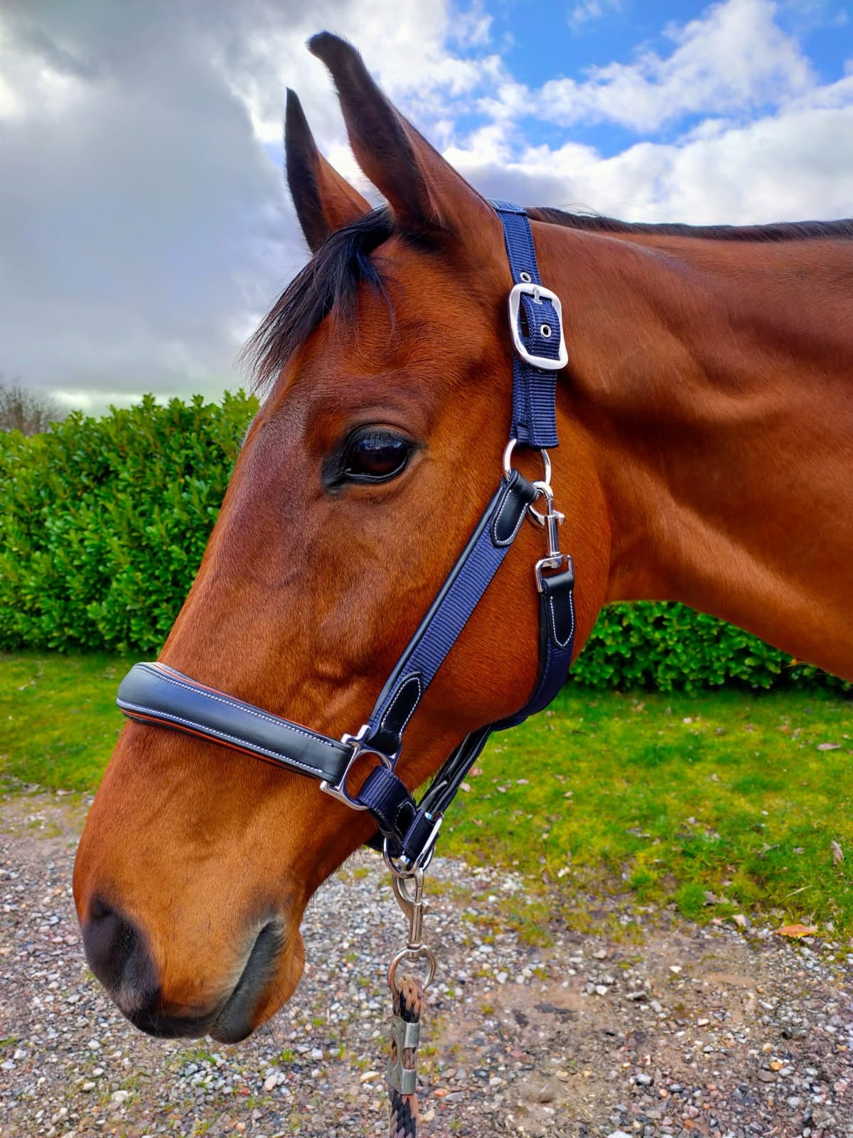 leather webbing headcollar navy contrast black leather - equestrian equipment