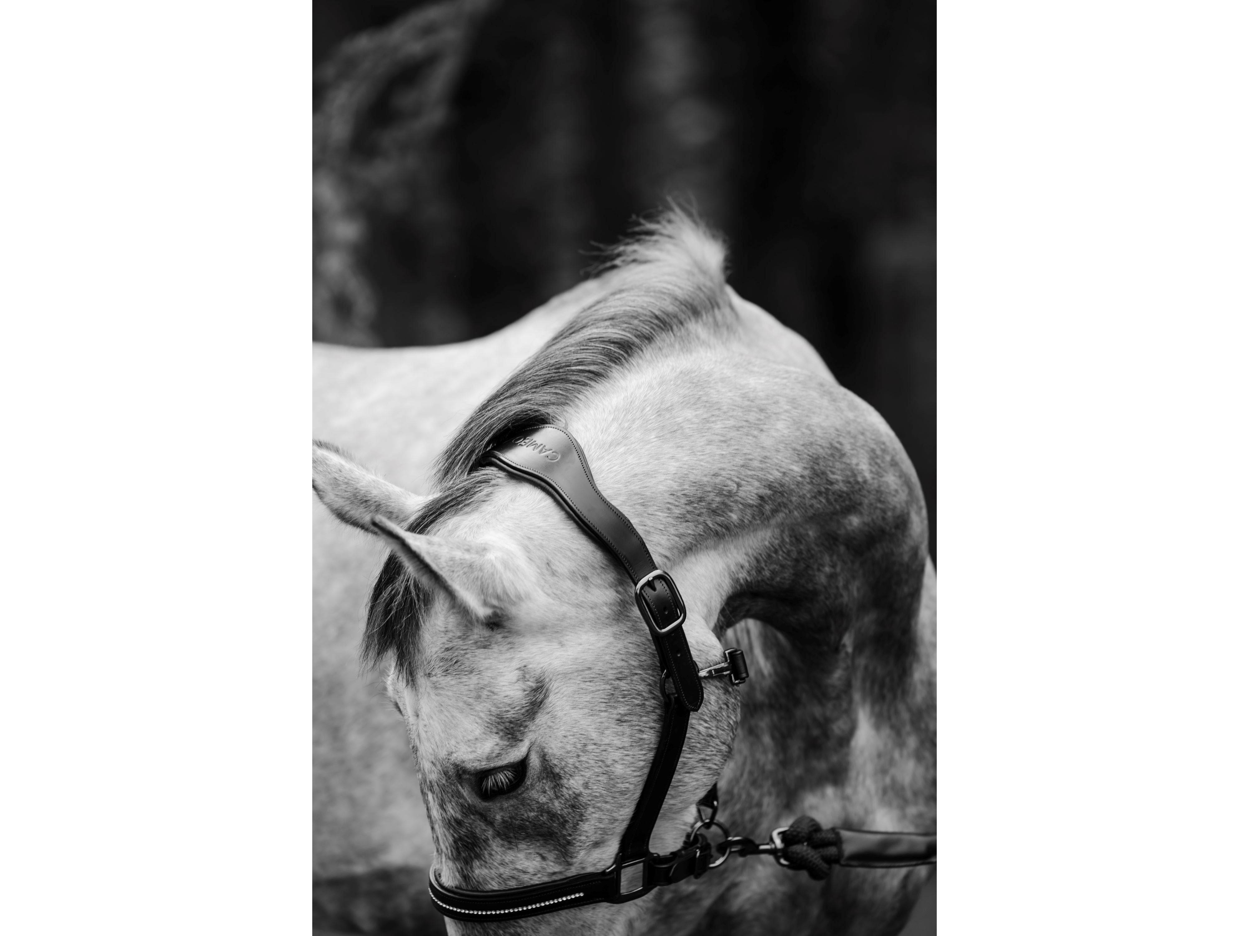 Competition Leather Headcollar & Rope main view