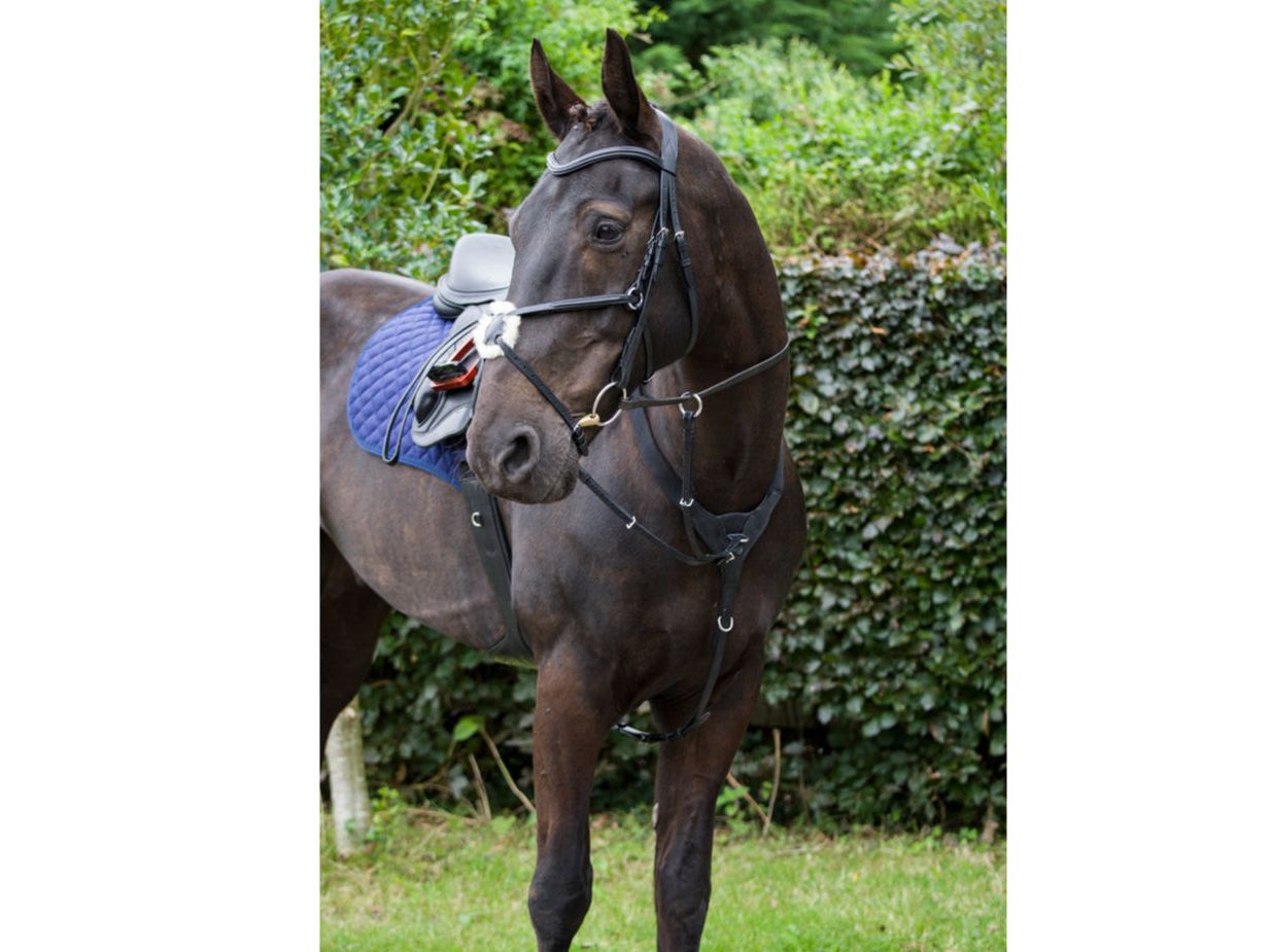 Performance Elasticated Breastplate angled view