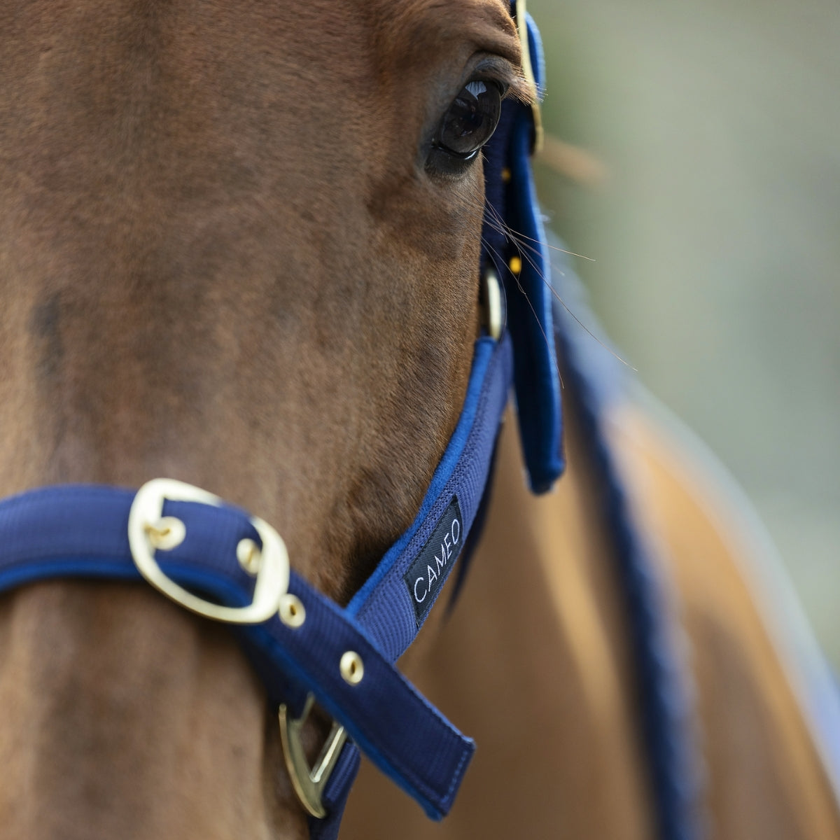 Suede Padded Headcollar