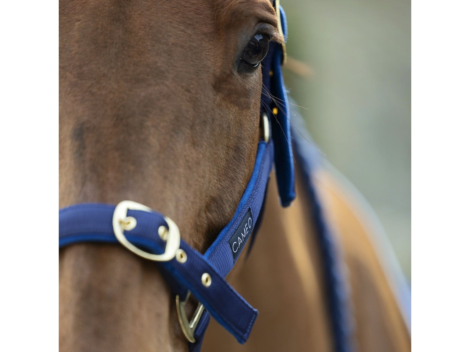 Suede Padded Headcollar view