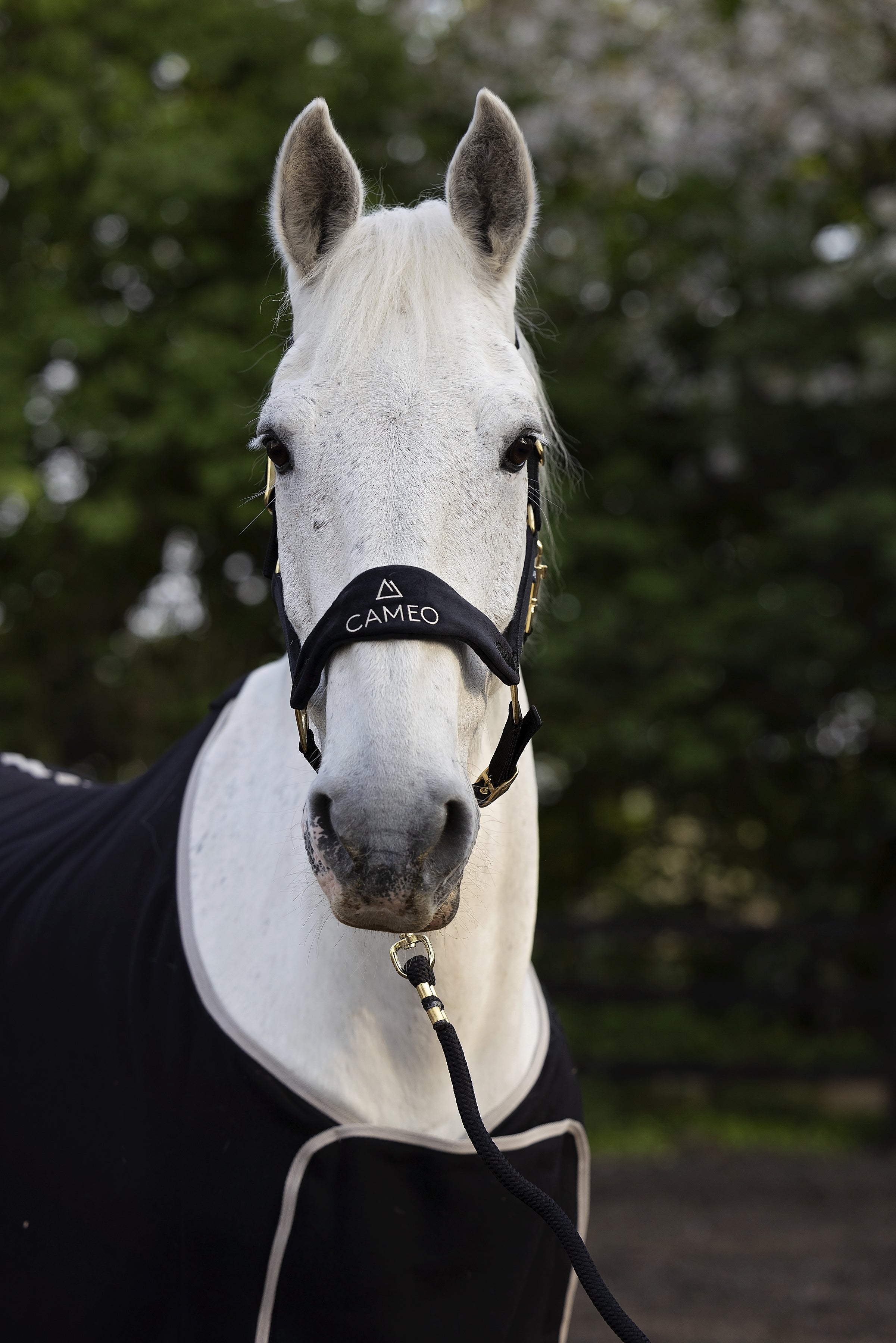 Suede Elite Headcollar & Rope set
