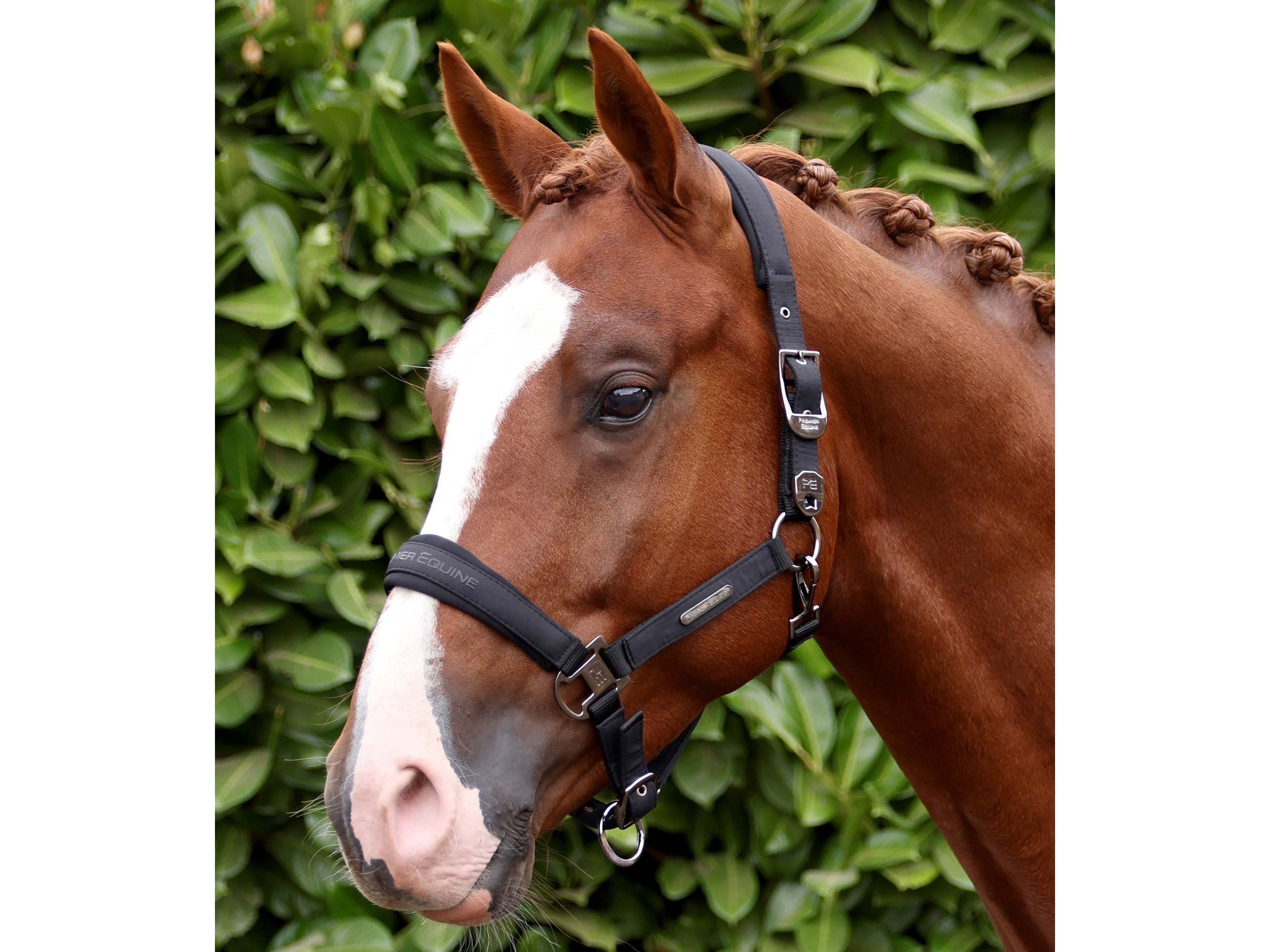 Duco Padded Head Collar With Lead Rope