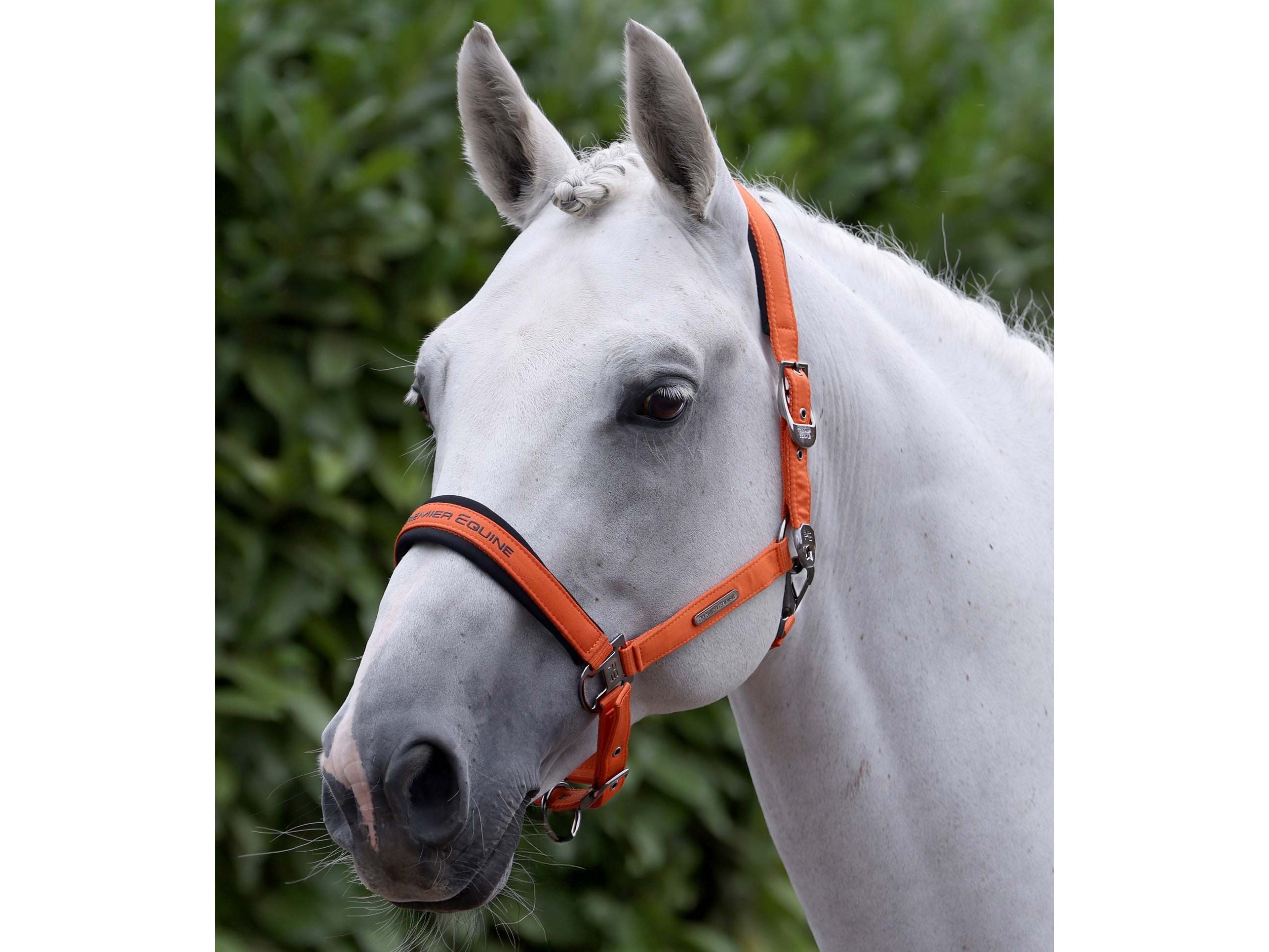 Duco Padded Head Collar With Lead Rope