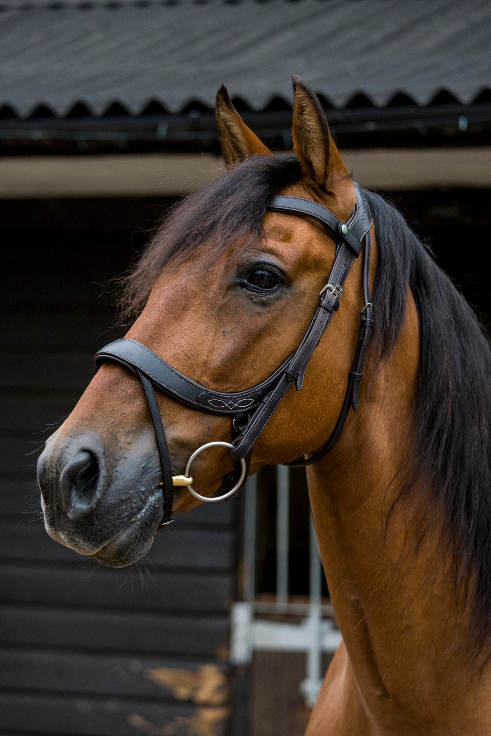 Freedom Comfort Bridle