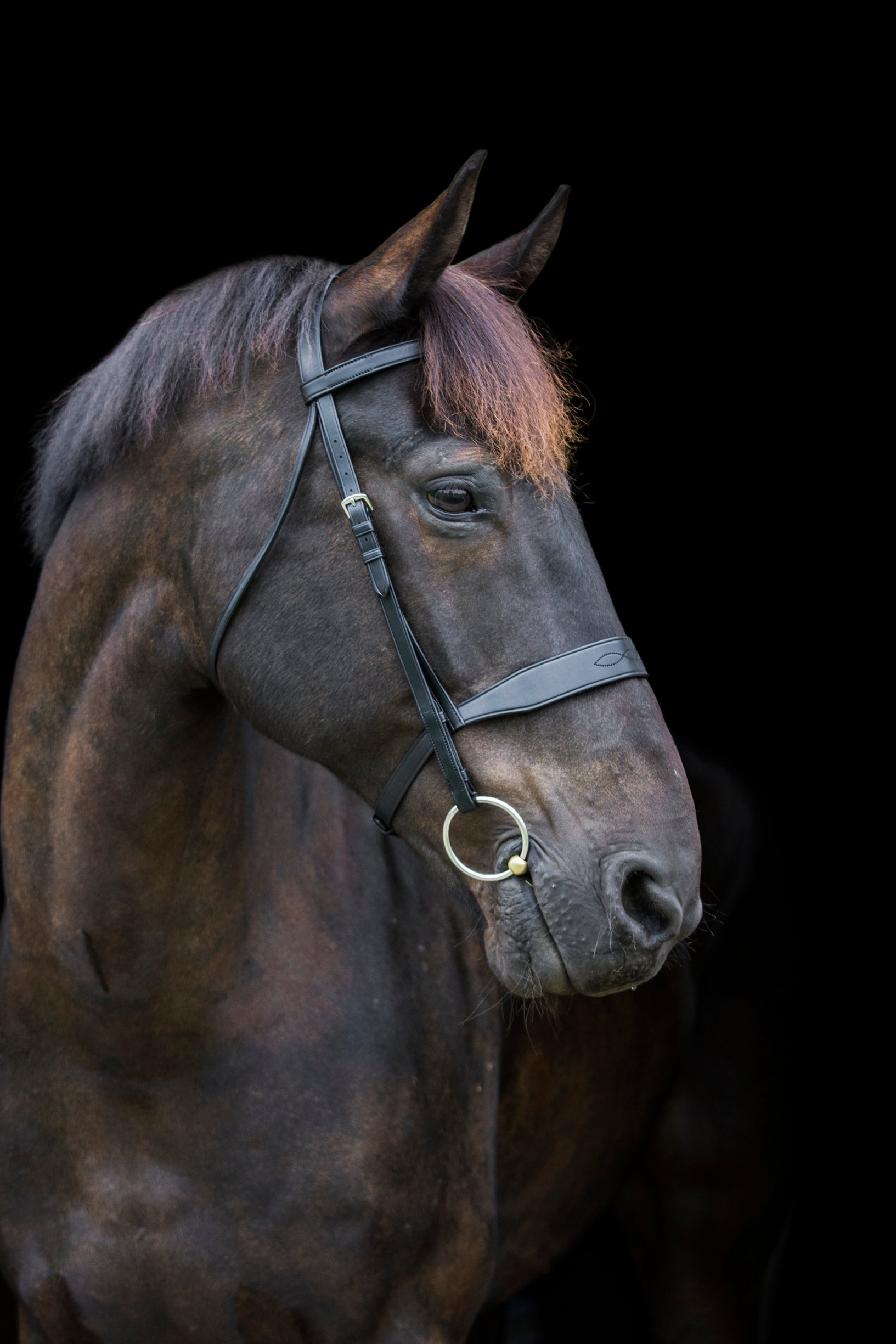 Classic Show Bridle