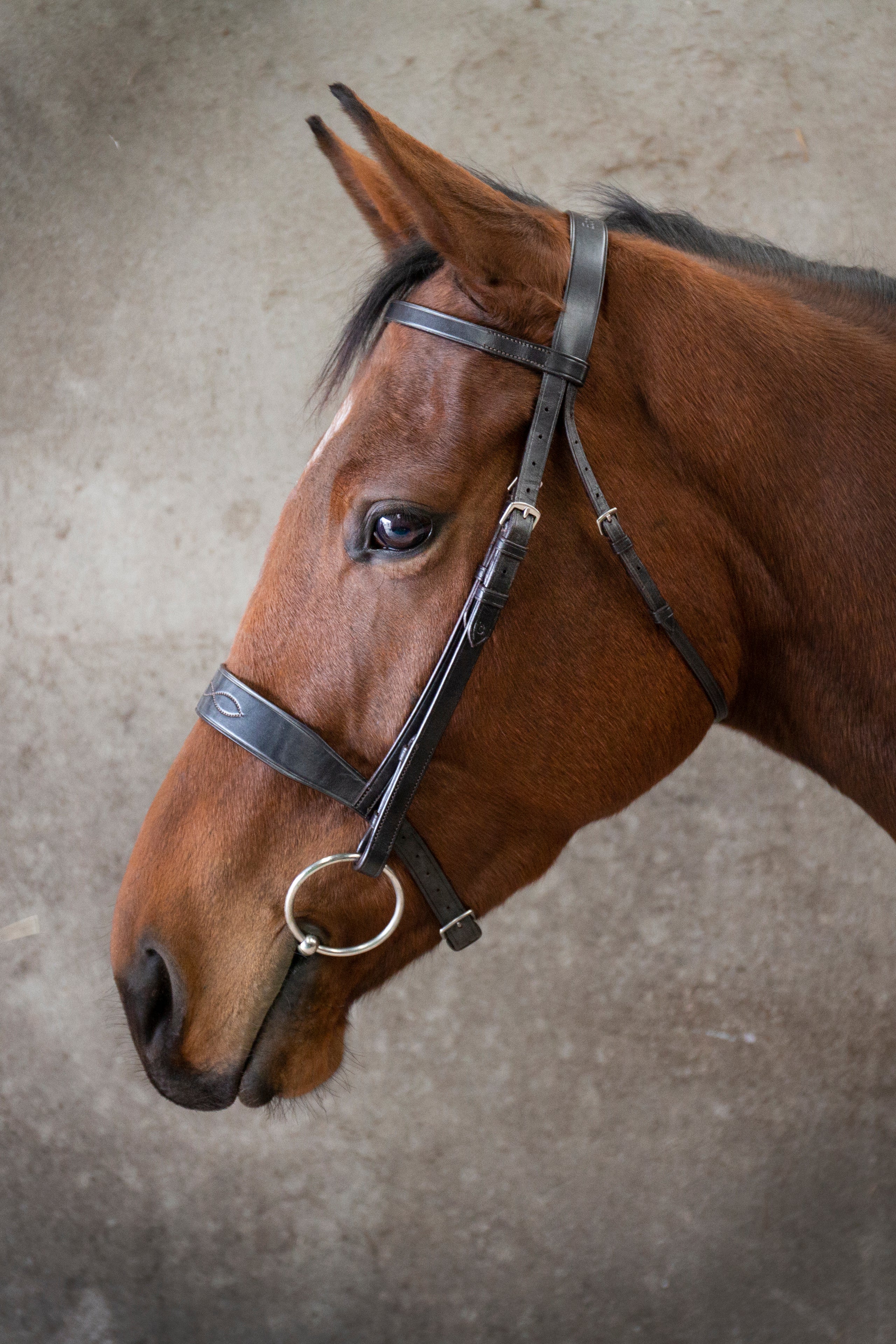 Classic Show Bridle