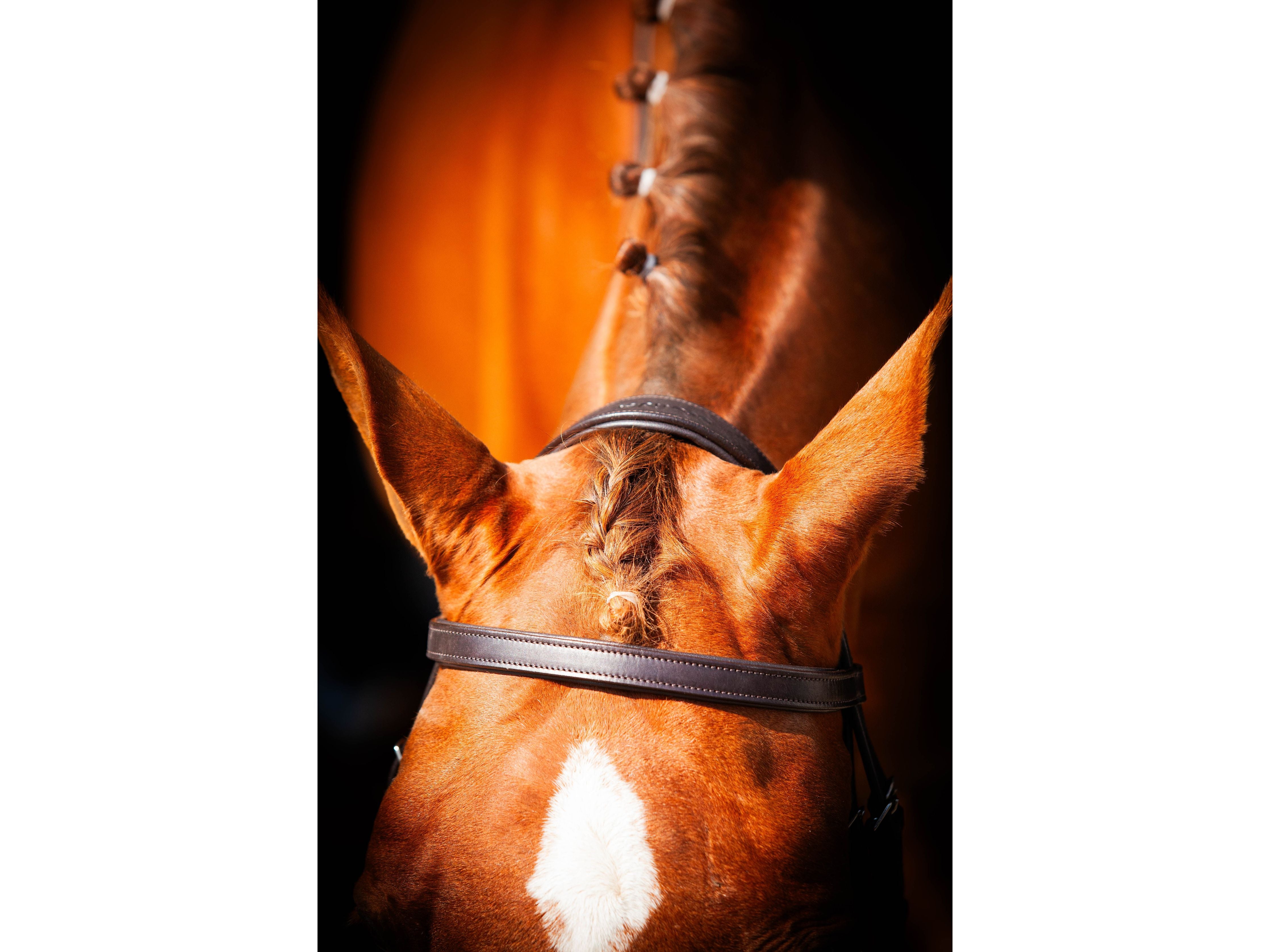 Classic Show Comfort Bridle view