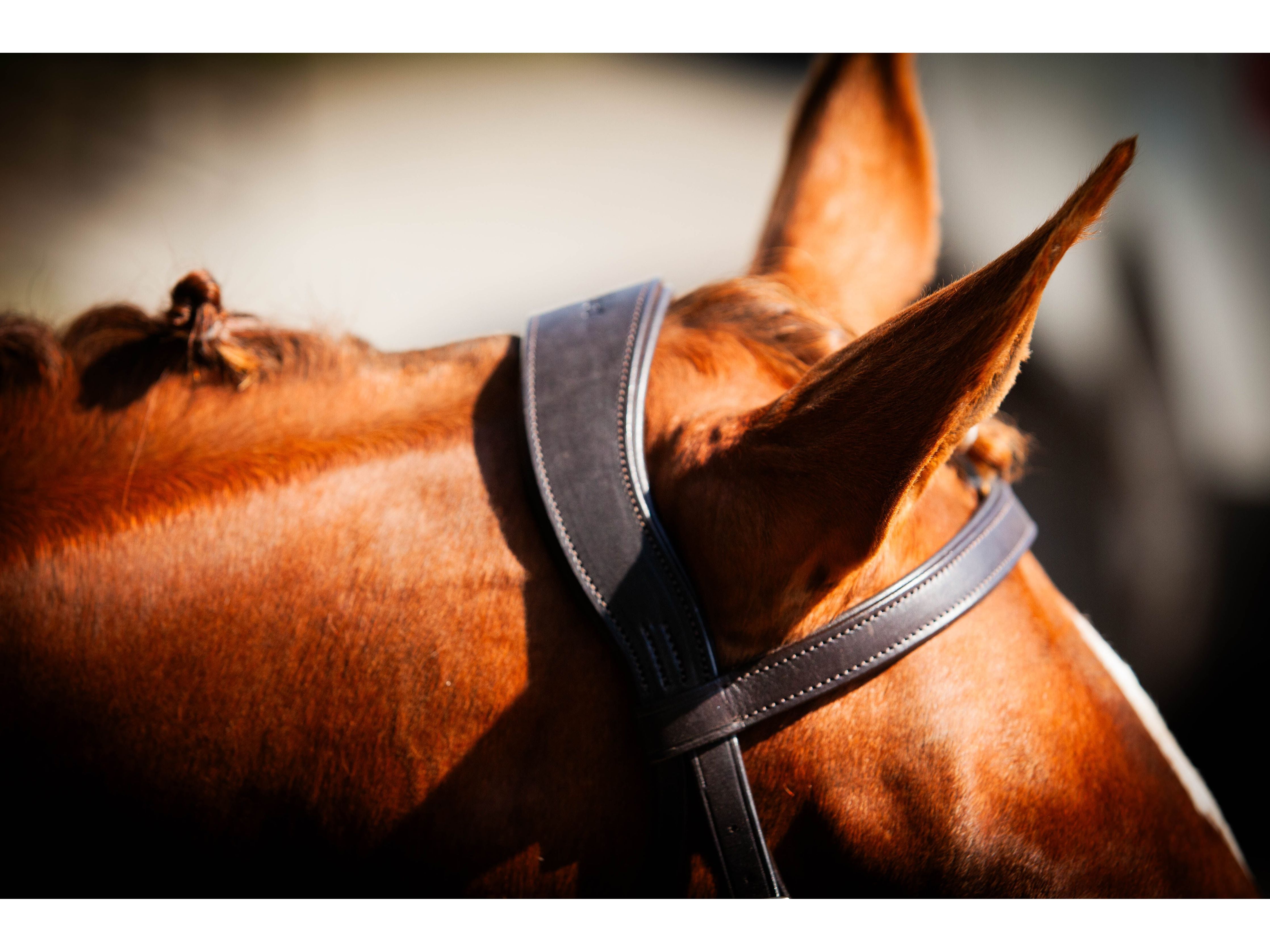 Classic Show Comfort Bridle close-up
