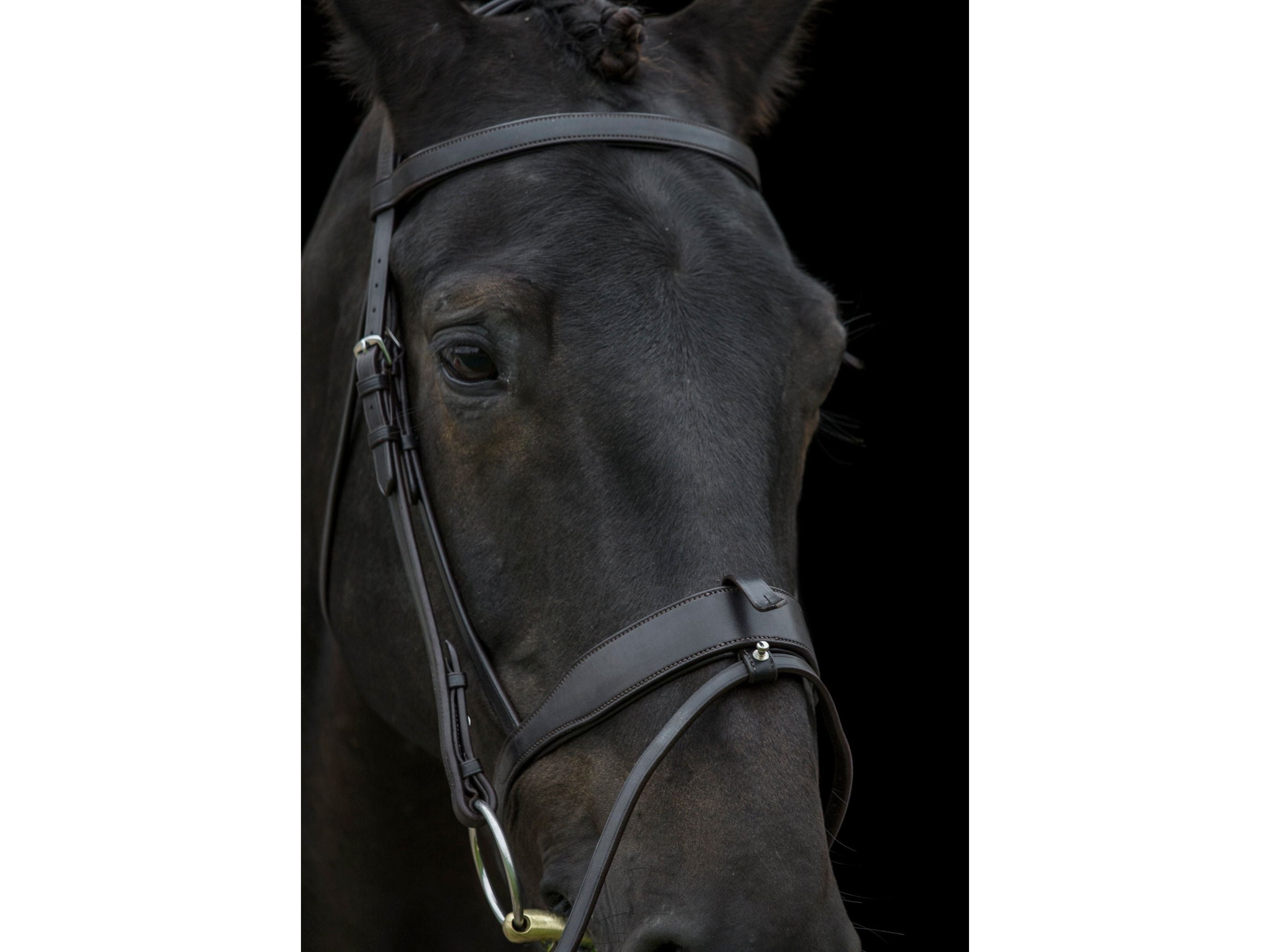 Freedom Show Comfort Noseband detail view