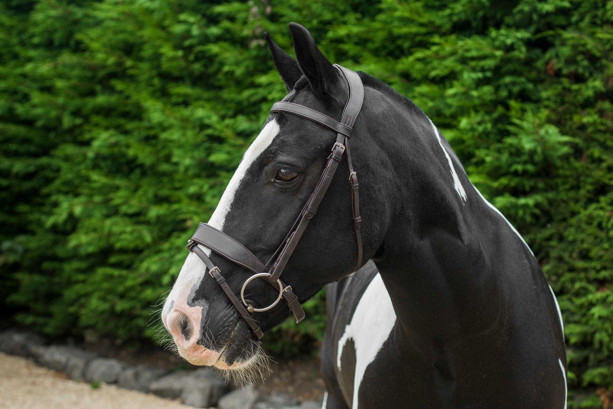 Freedom Show Comfort Noseband