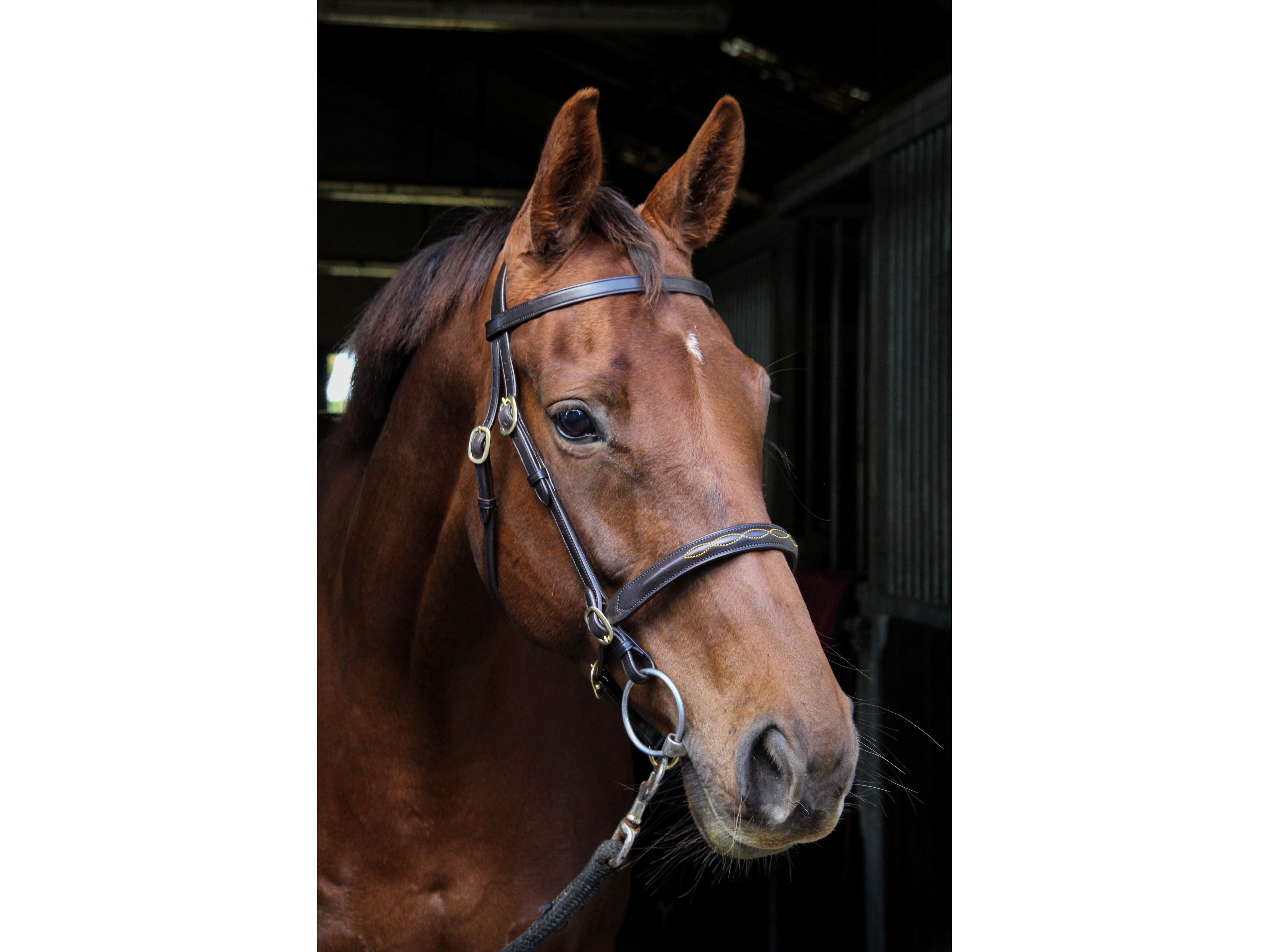Classic In hand Bridle side view