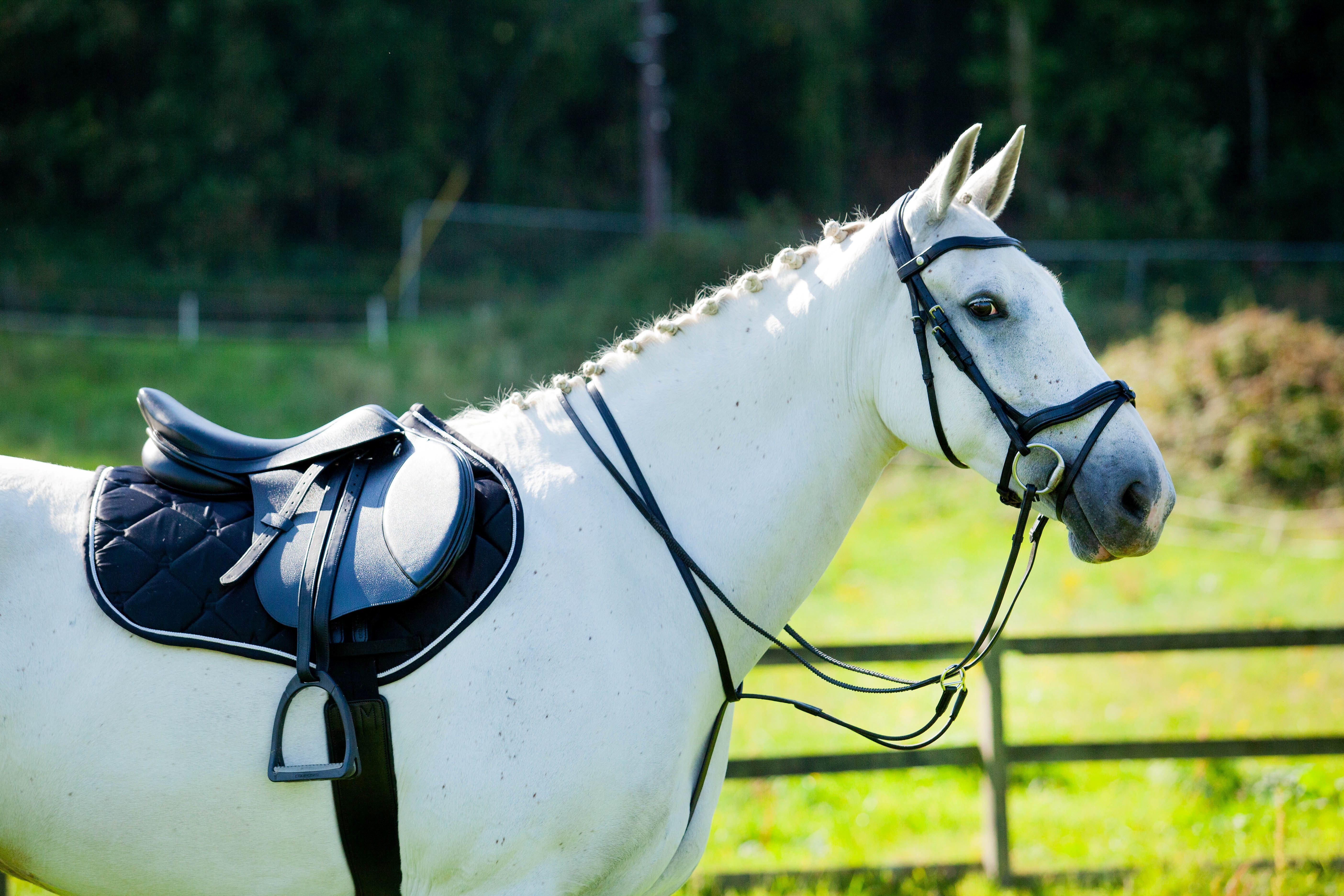Ultra Comfort Elasticated Martingale