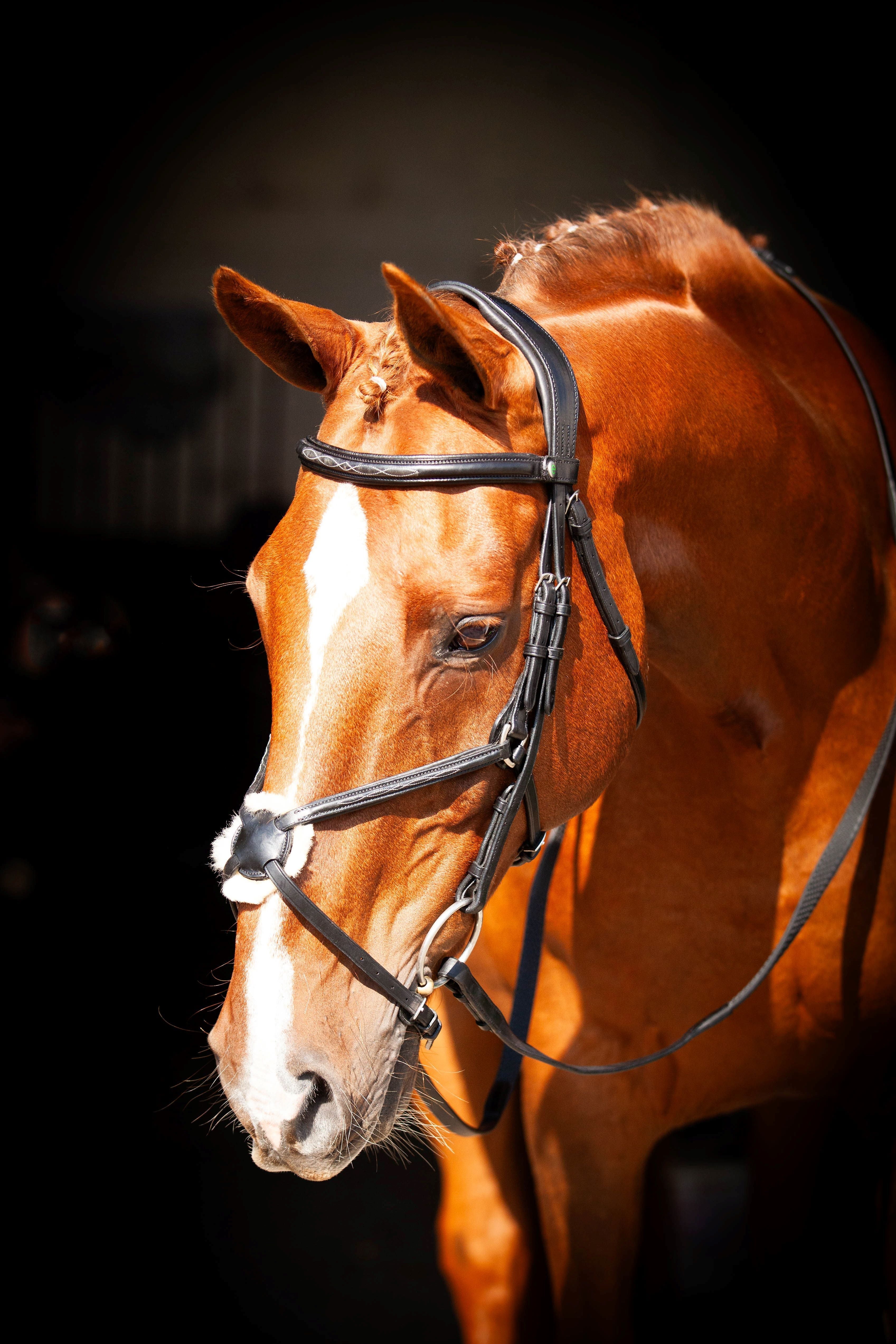 Galway v2.0 Bridle
