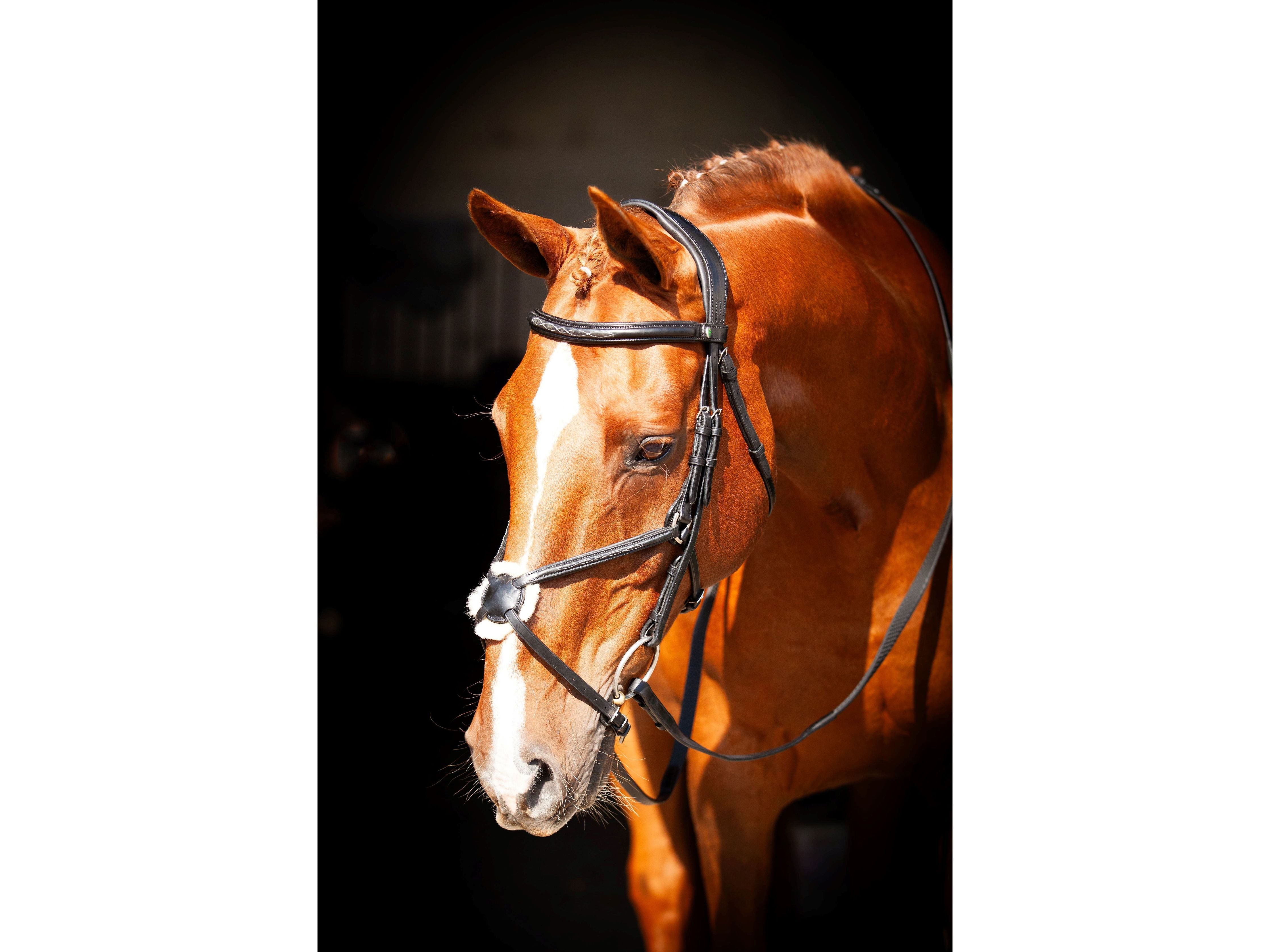 Galway v2.0 Bridle detail view