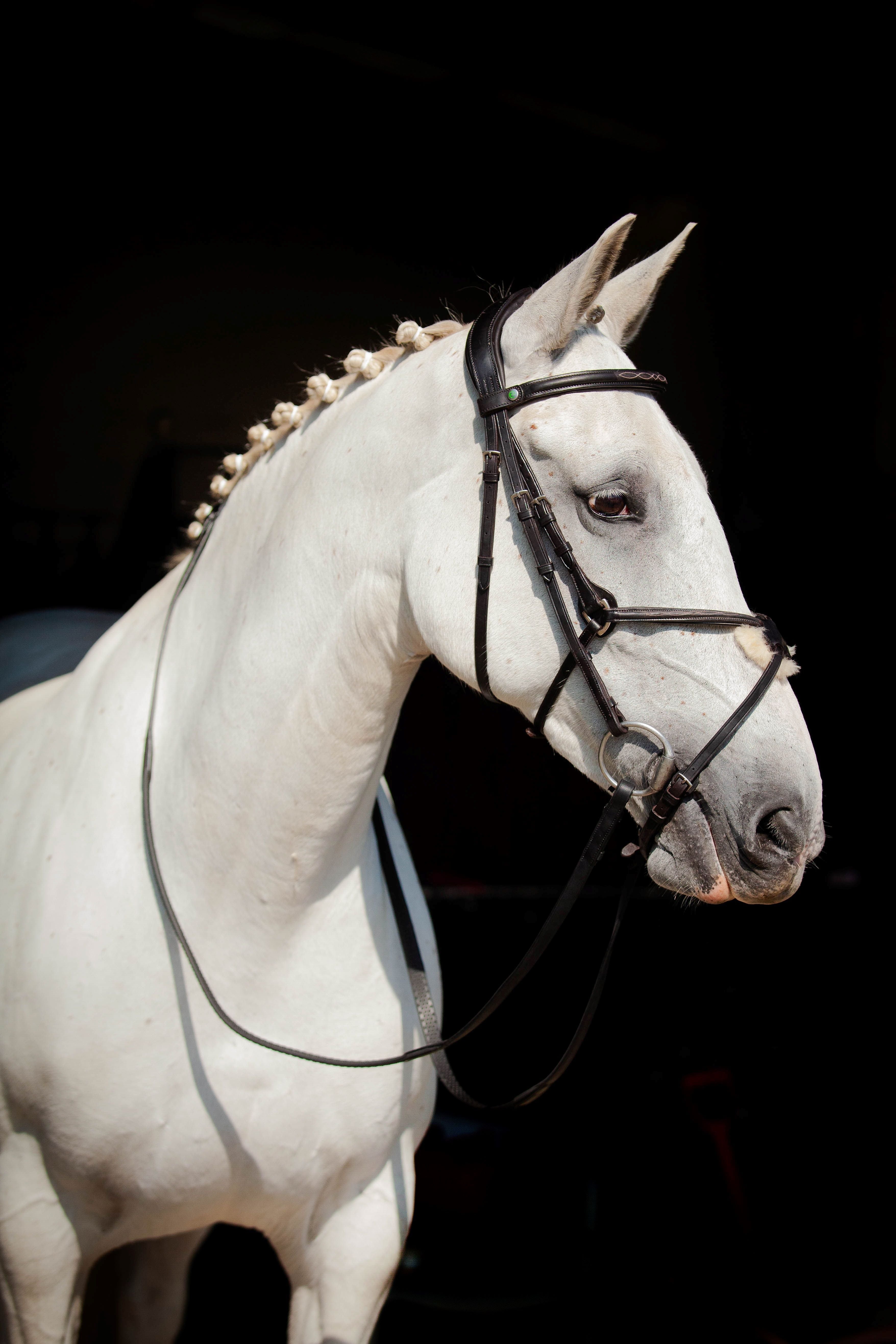 Galway v2.0 Bridle