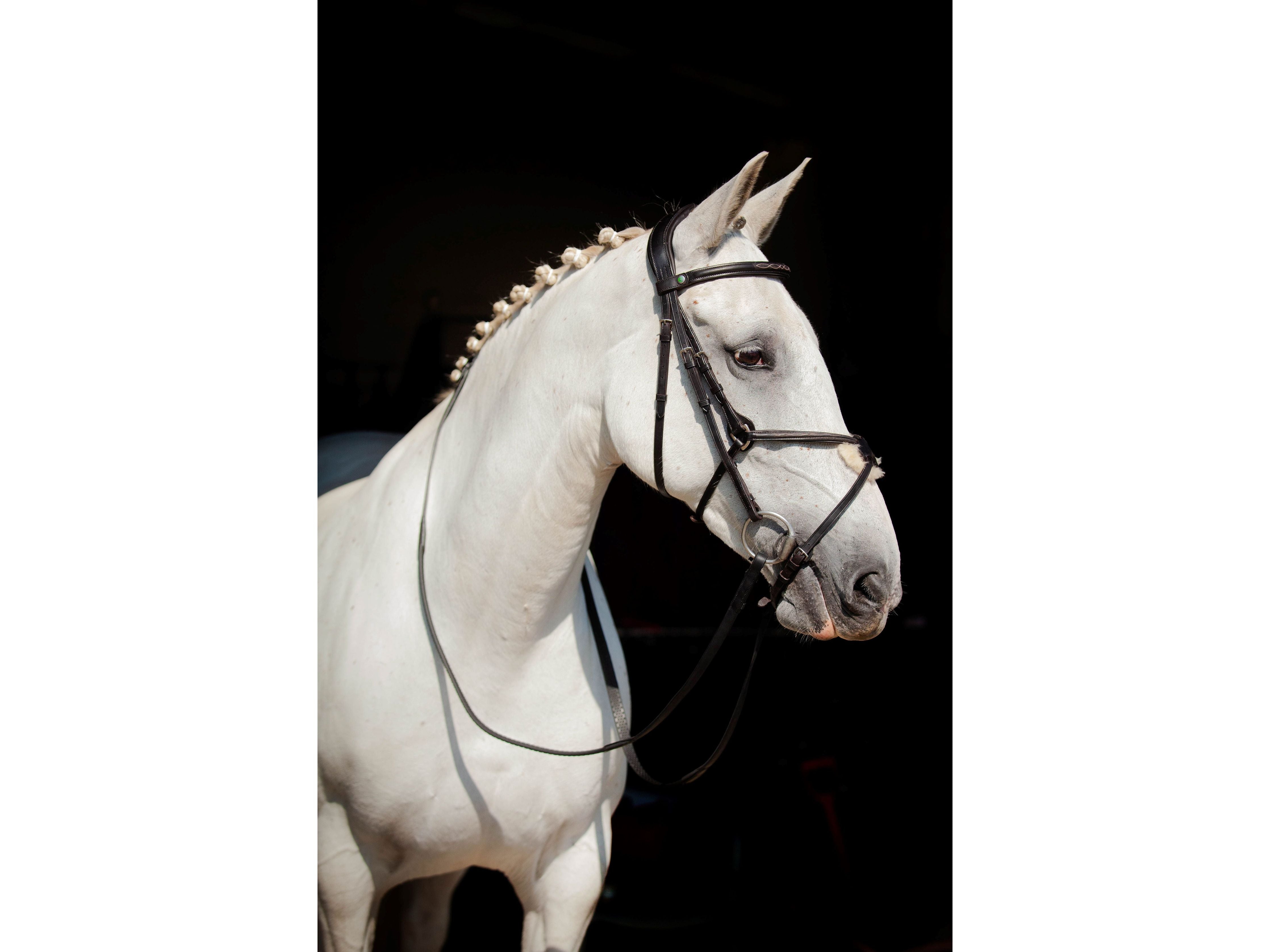 Galway v2.0 Bridle side view