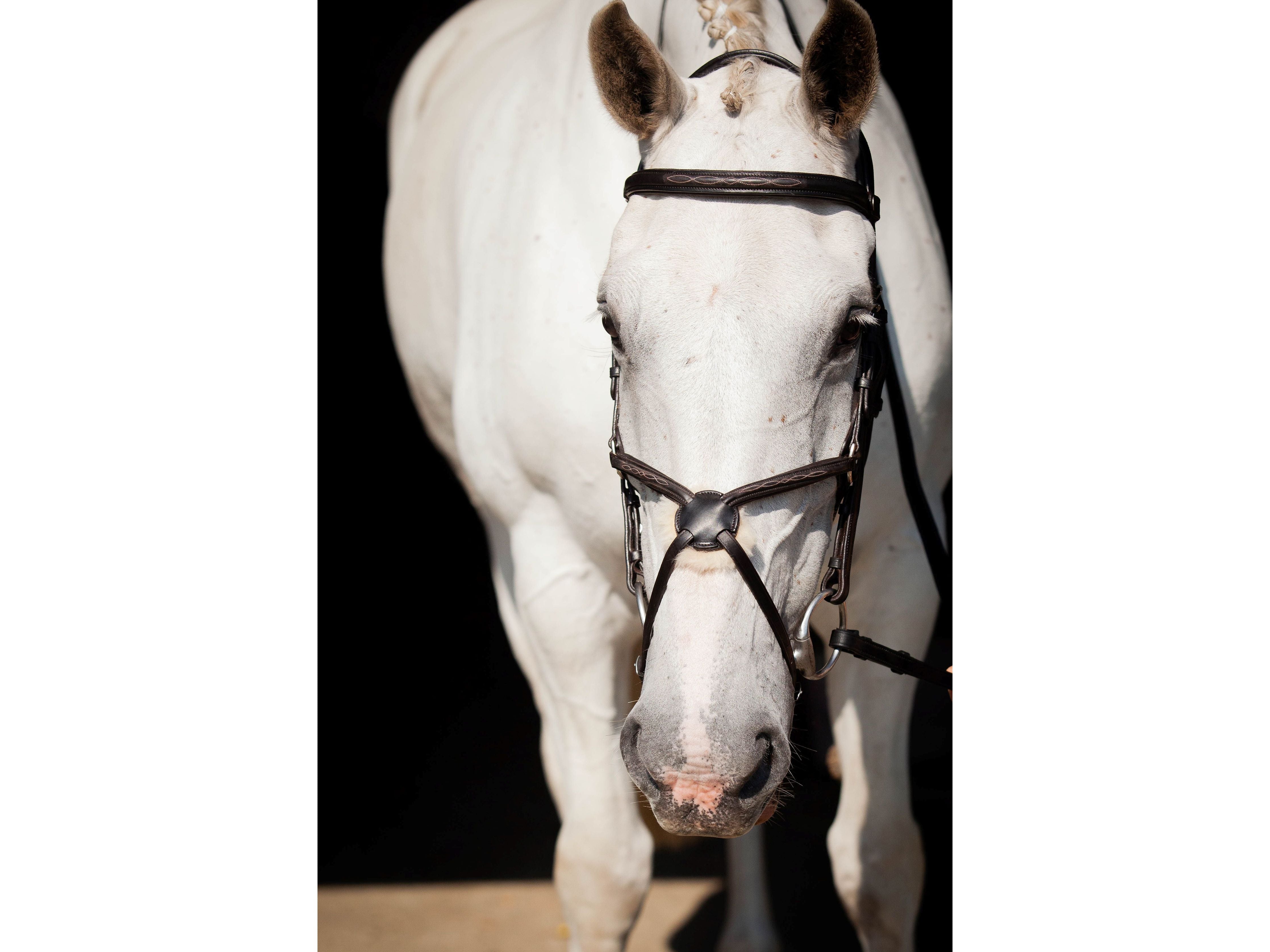Galway v2.0 Bridle angled view