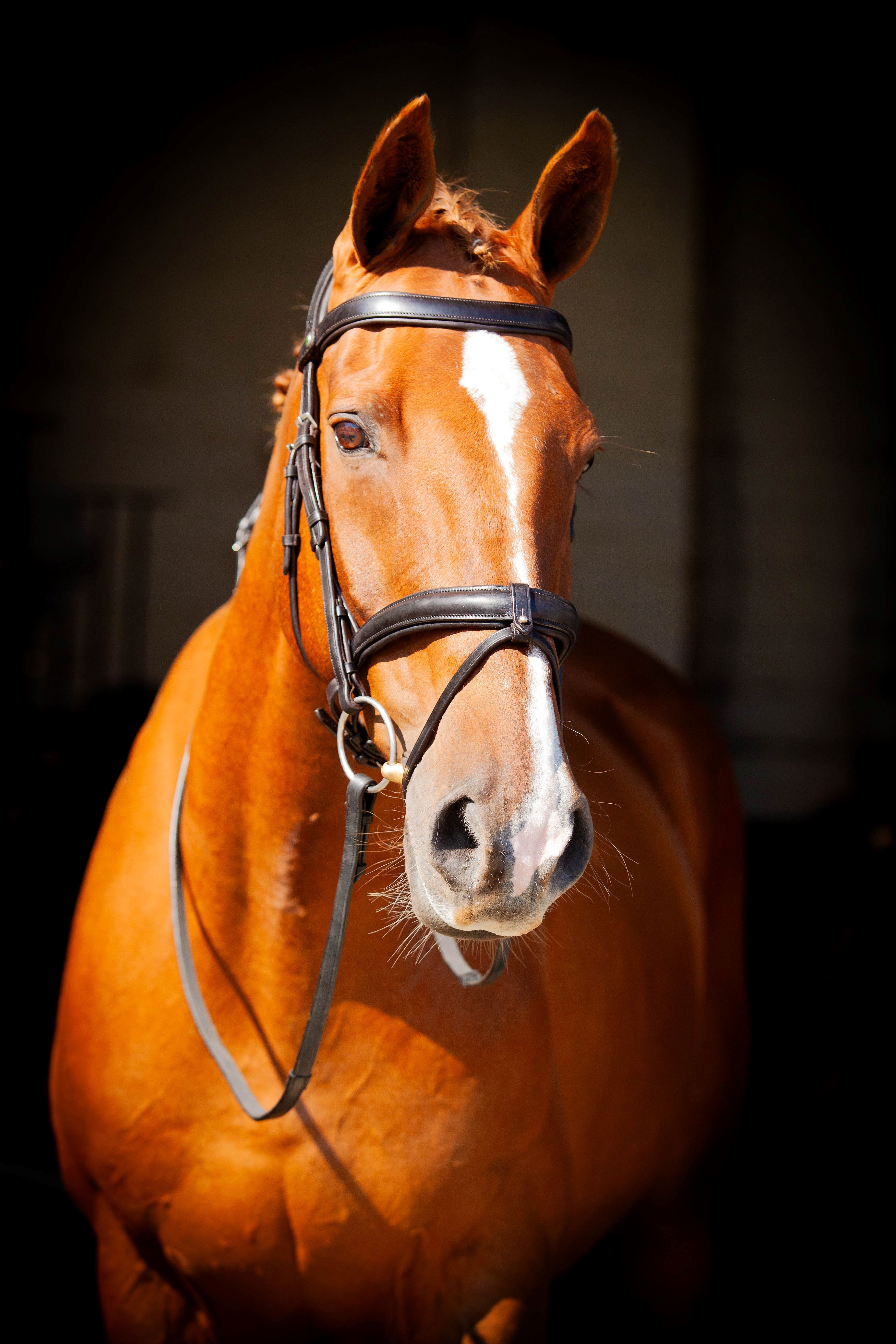 Claddagh Bridle