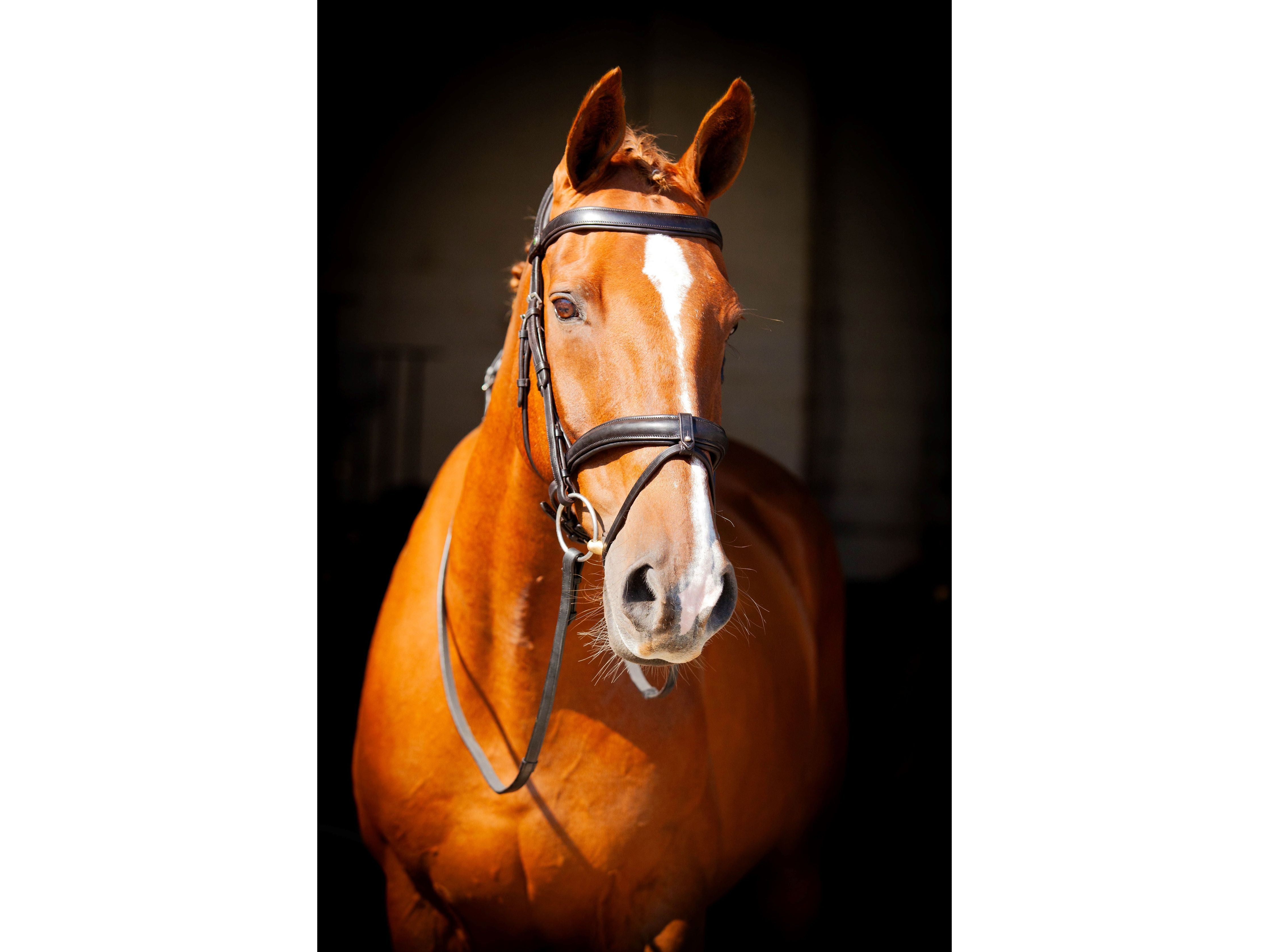 Claddagh Bridle side view
