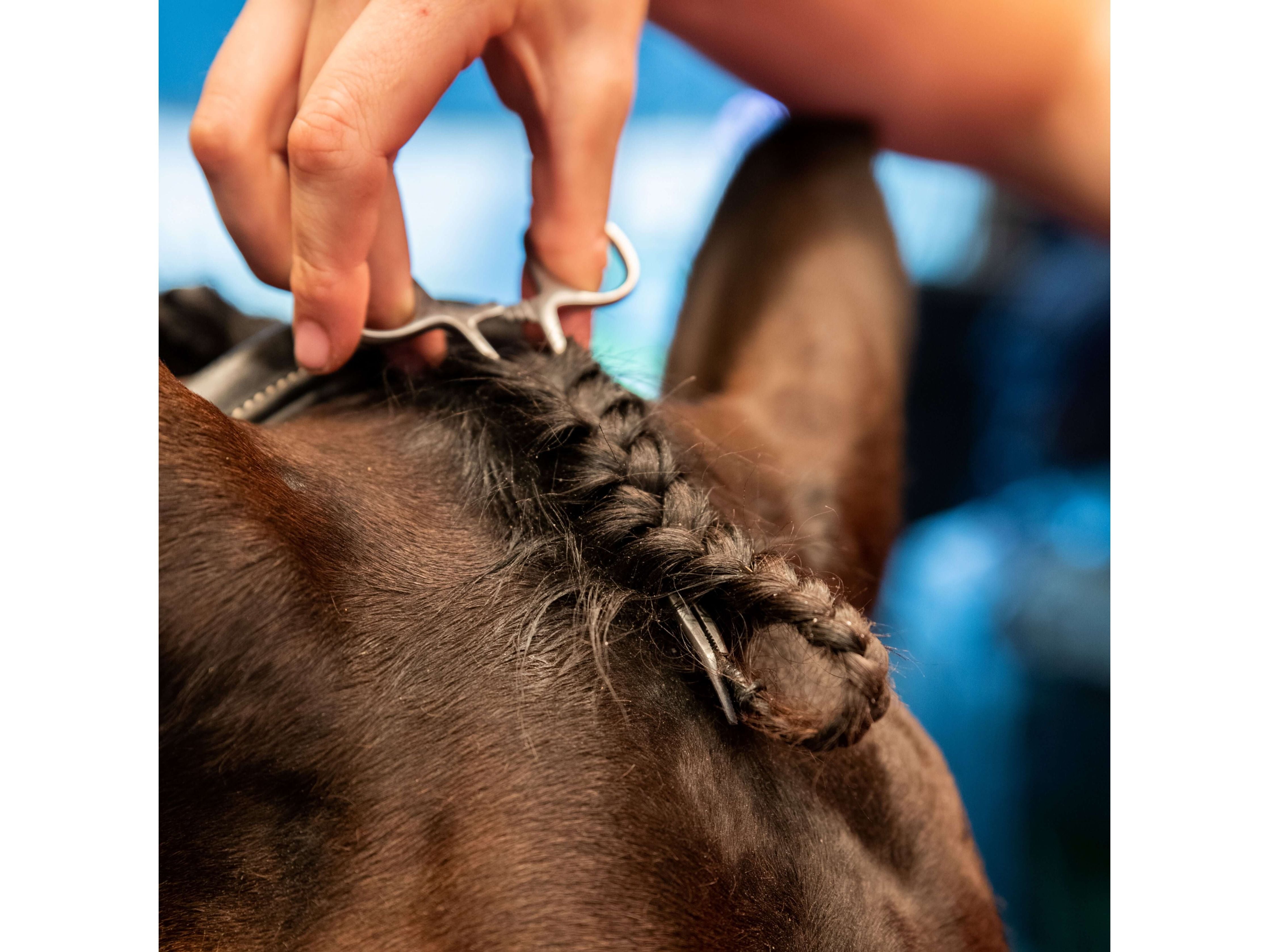 forelock plaiting grippers - equestrian equipment