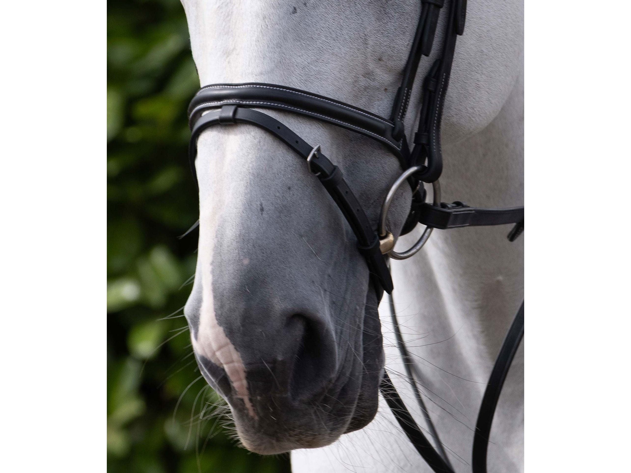 Raised Jumping Noseband