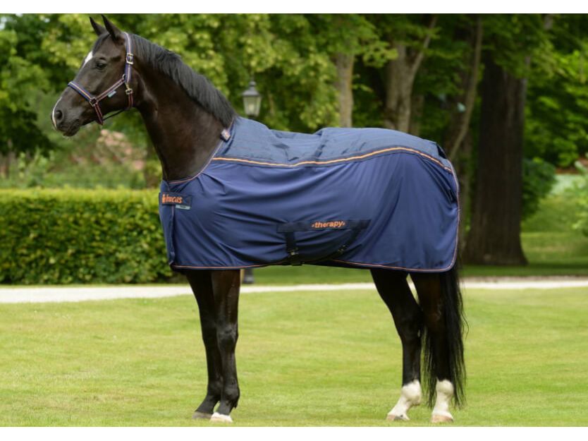 A dark horse standing on a grassy lawn wearing a navy blue horse blanket with orange trim and branding.