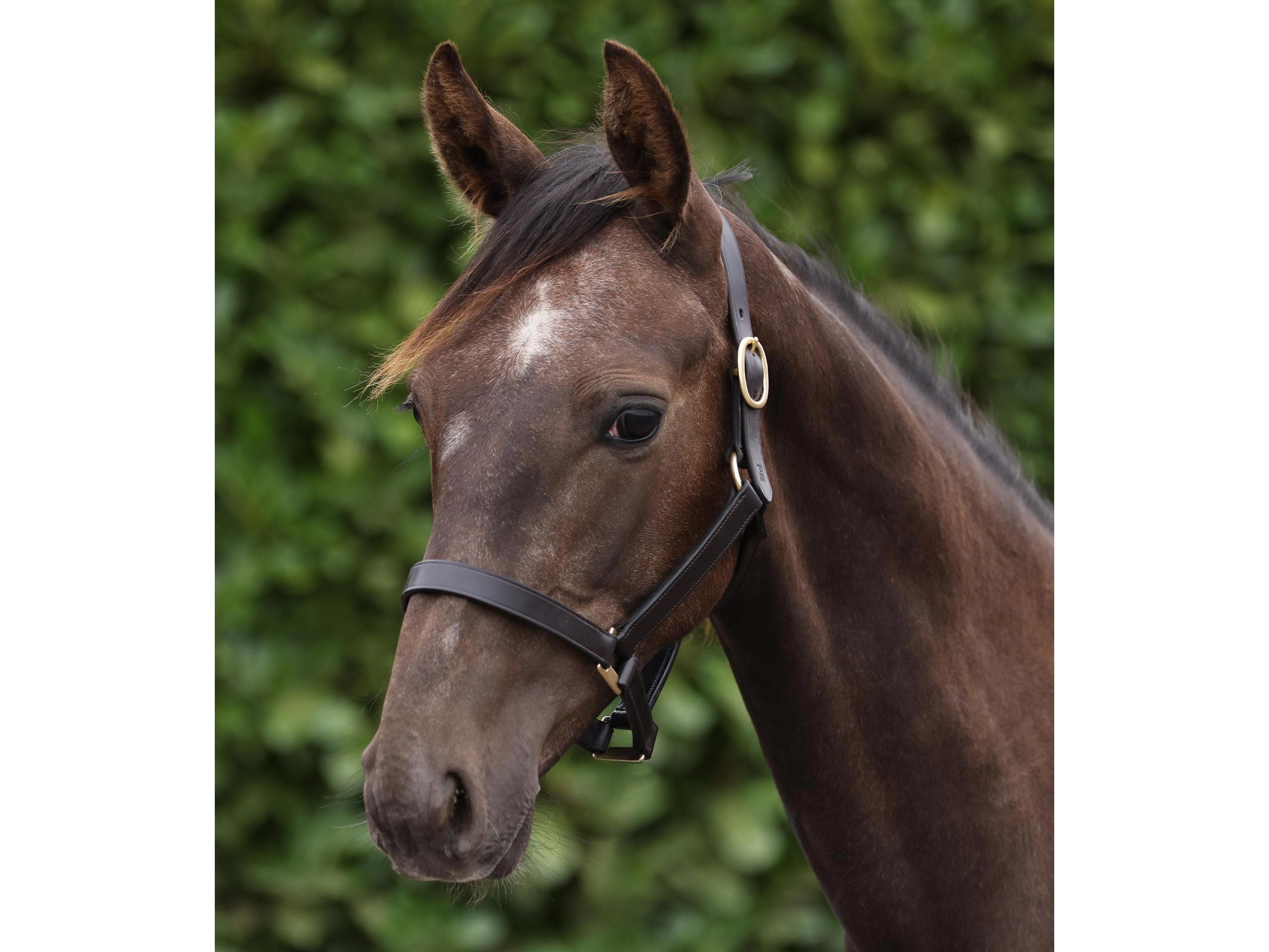 Yearling Headcollar 1"