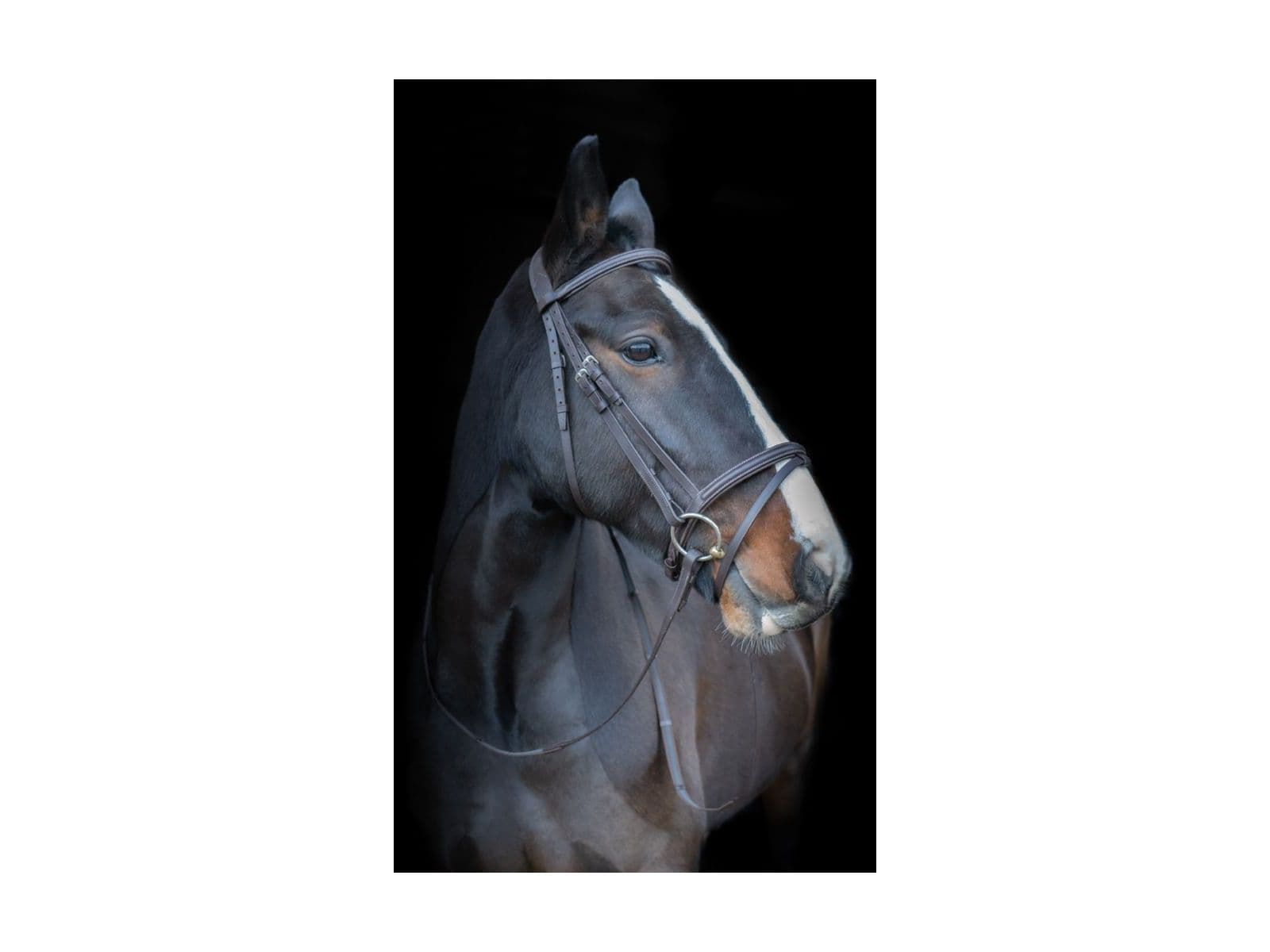 Cameo Equine Anatomic Comfort Bridle With Sure Grip Reins