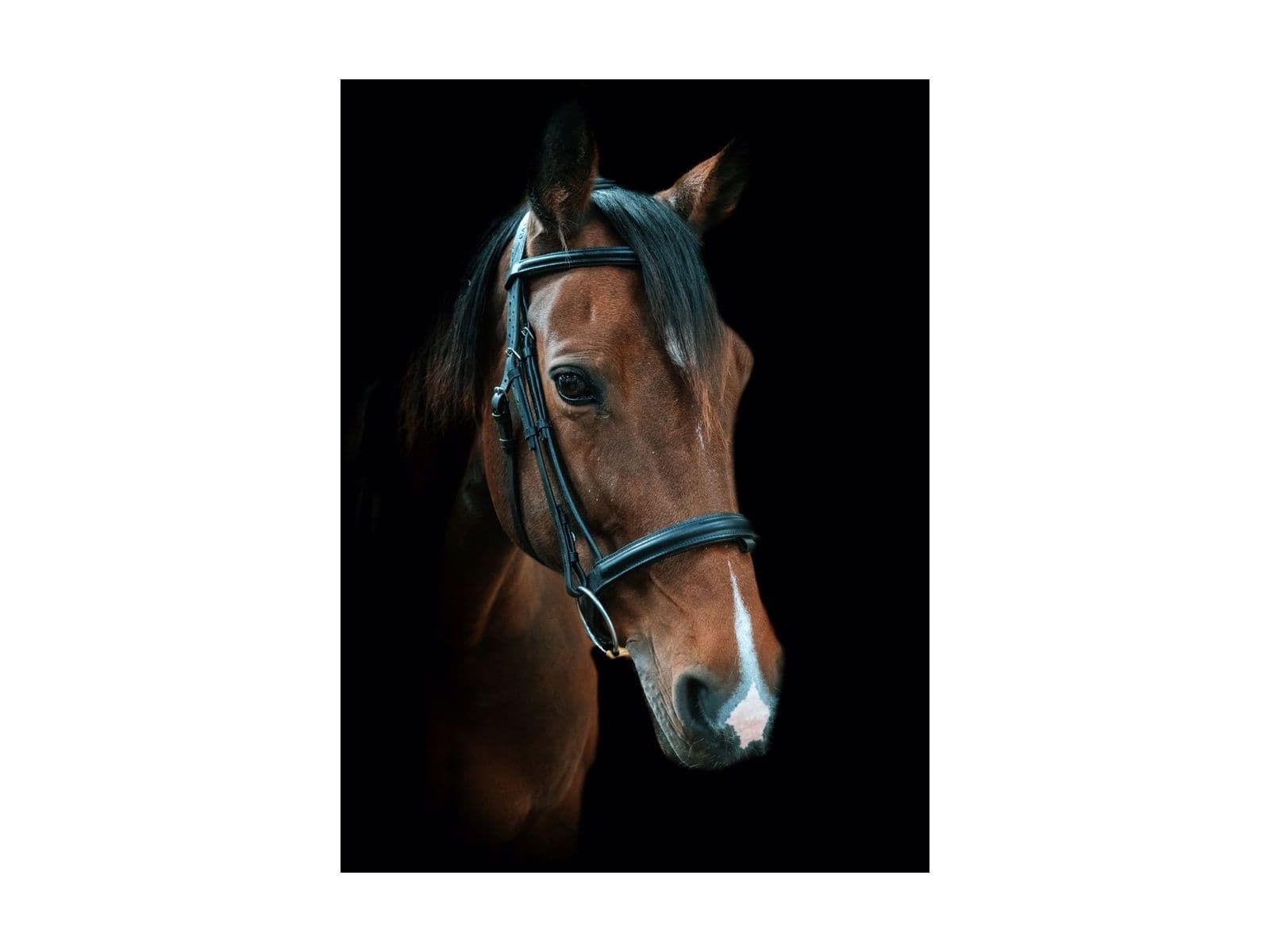 Cameo Equine Anatomic Comfort Bridle With Sure Grip Reins