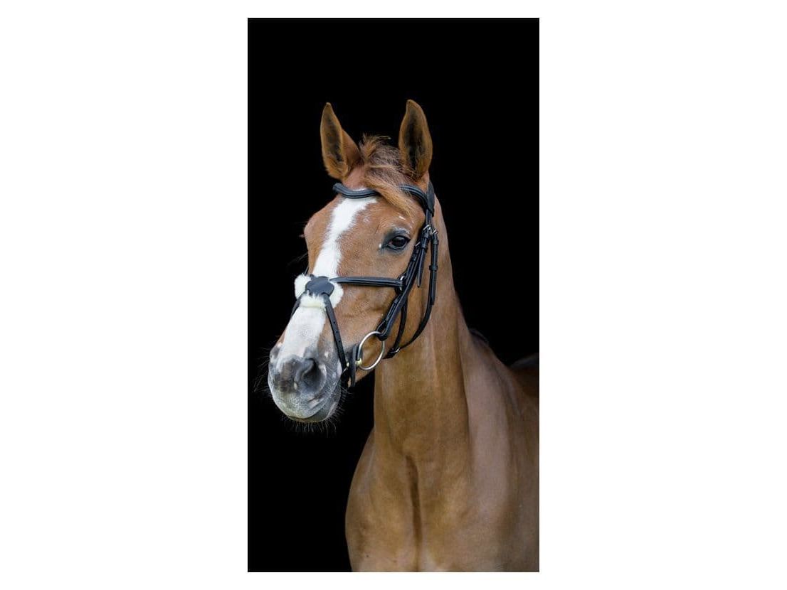 Cameo Equine Anatomic Grackle Bridle With Reins