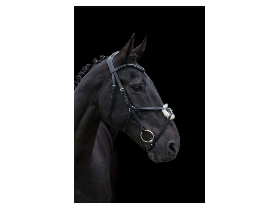 Cameo Equine Anatomic Grackle Bridle With Reins