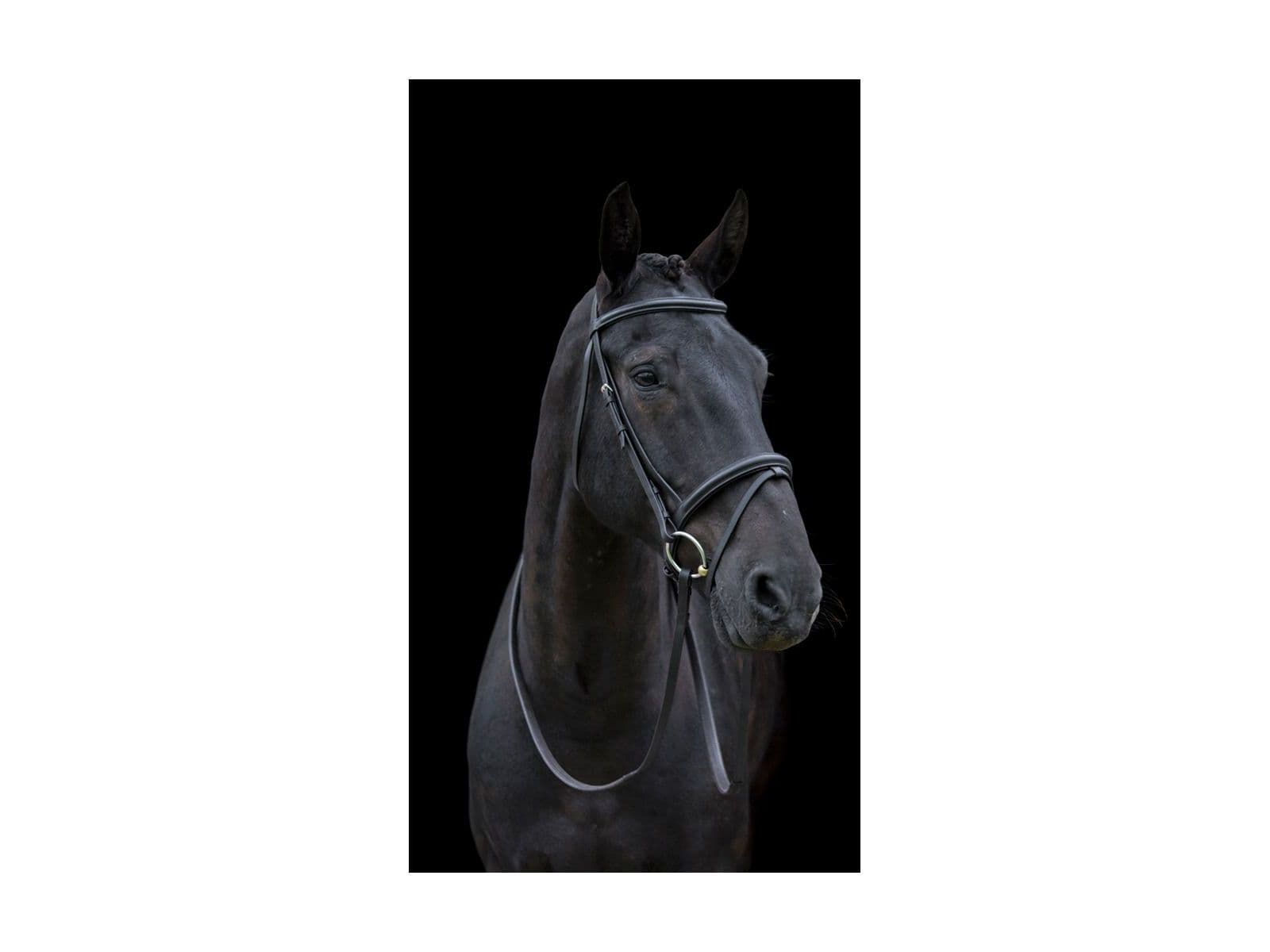 Cameo Equine Classic Padded Bridle with Reins