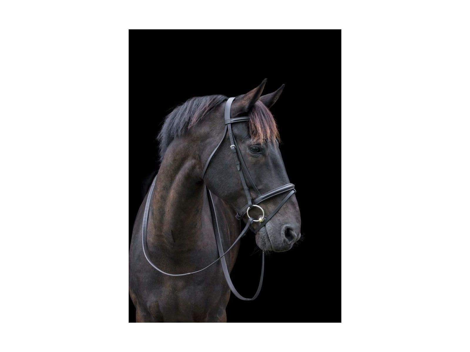 Cameo Equine Classic Padded Bridle with Reins