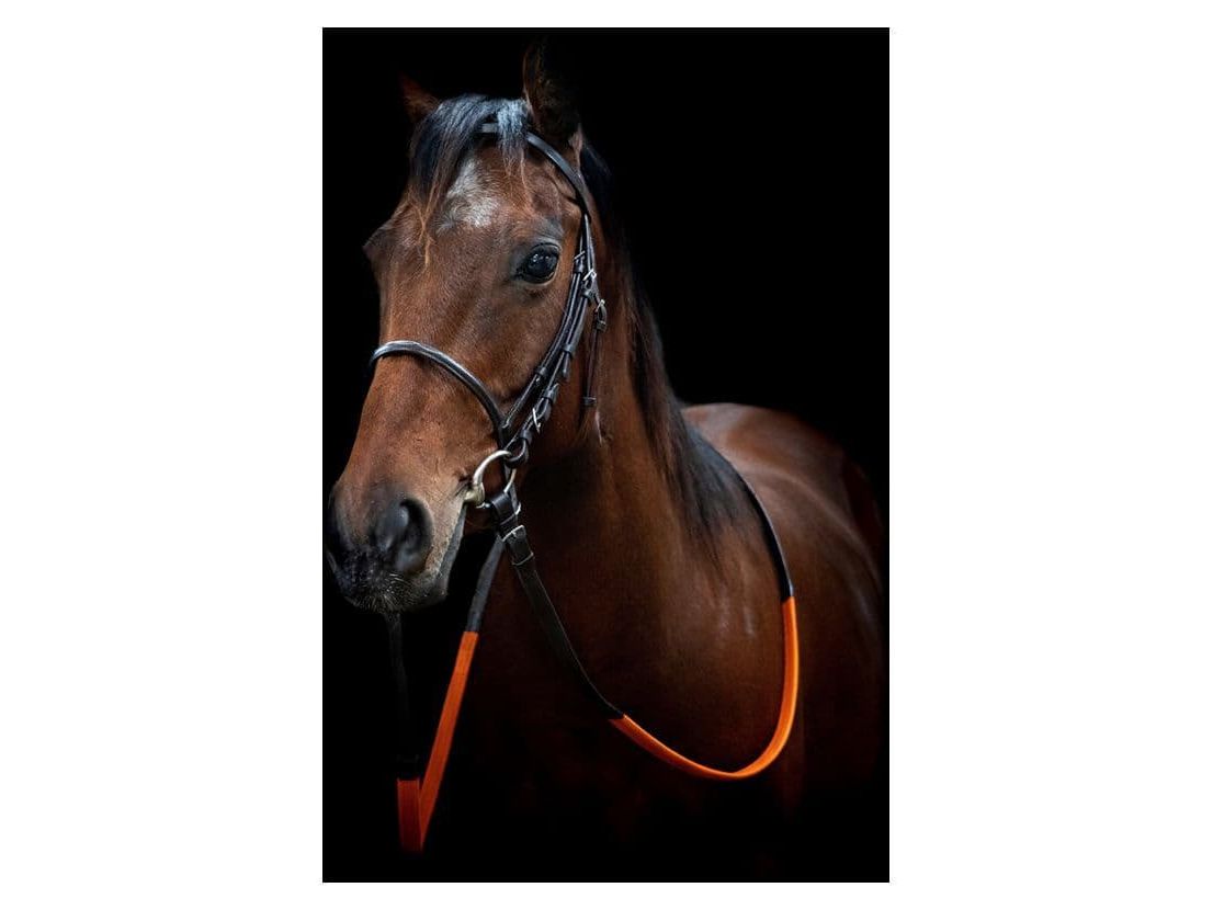 Cameo Equine Exercise Bridle With Orange Grip Reins