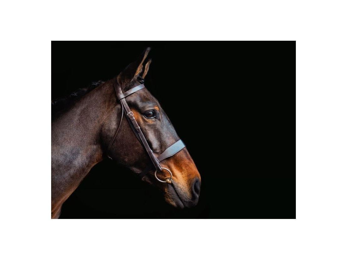 Cameo Equine Hunt Bridle 2 Browbands