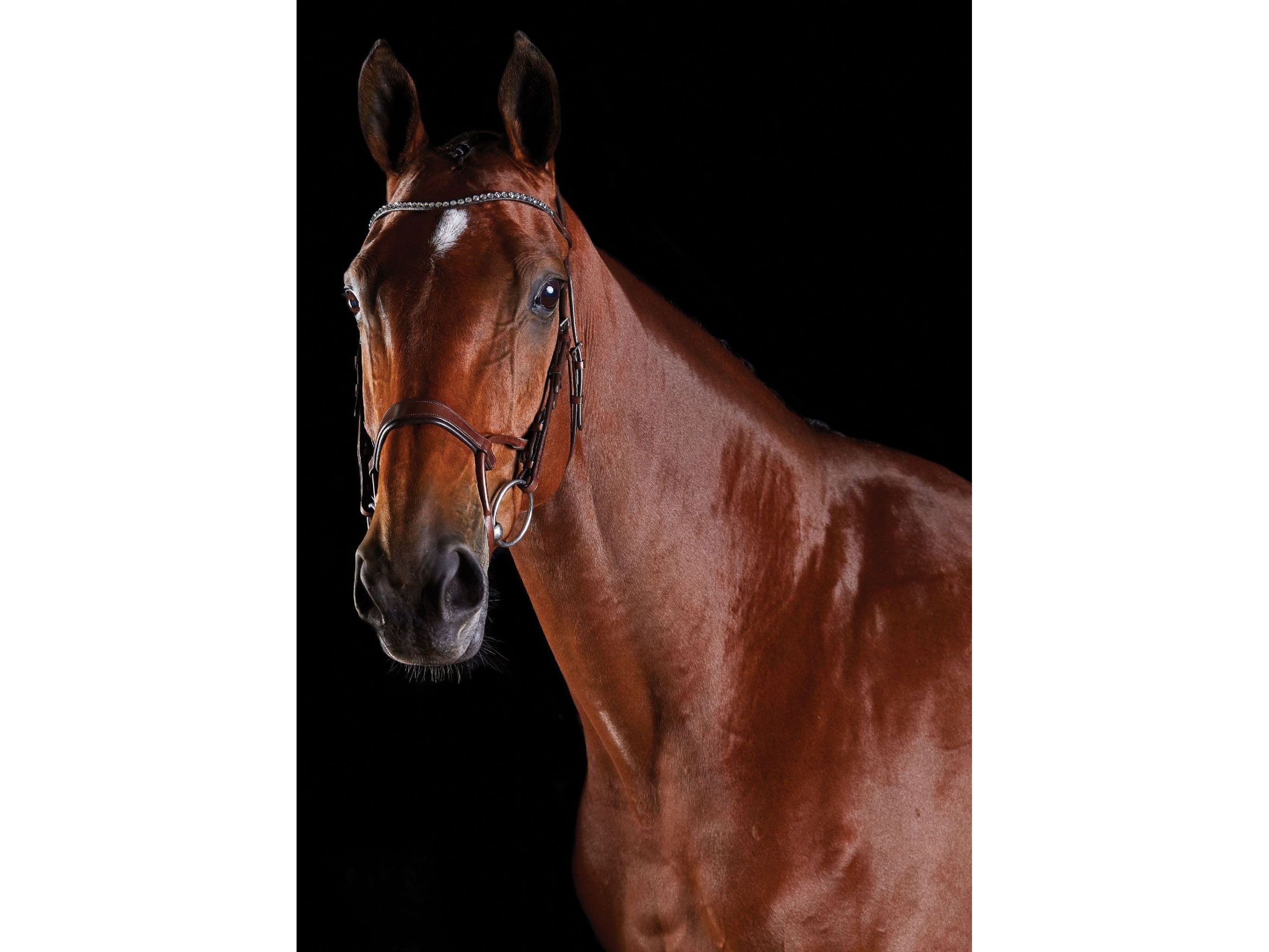 Collegiate Comfitec Crystal Bridle