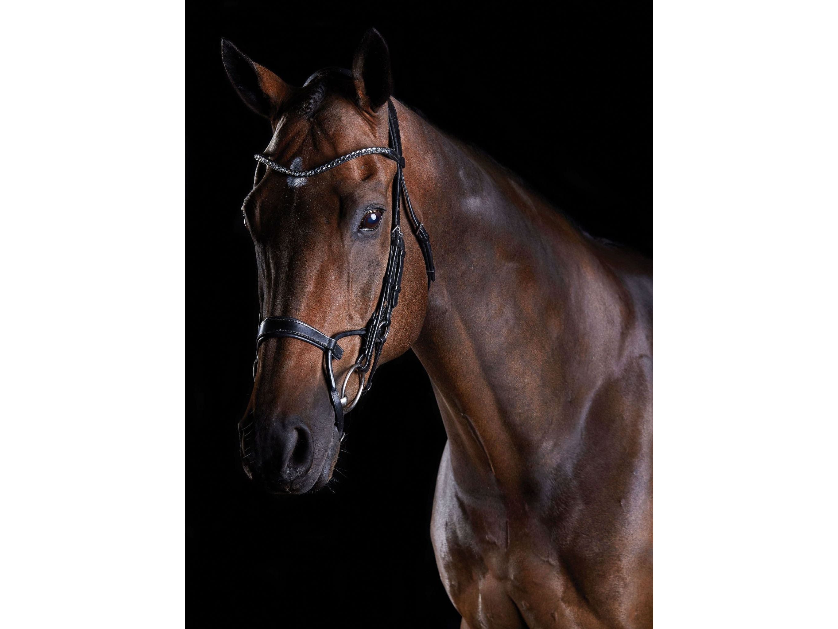 Collegiate Comfitec Crystal Bridle