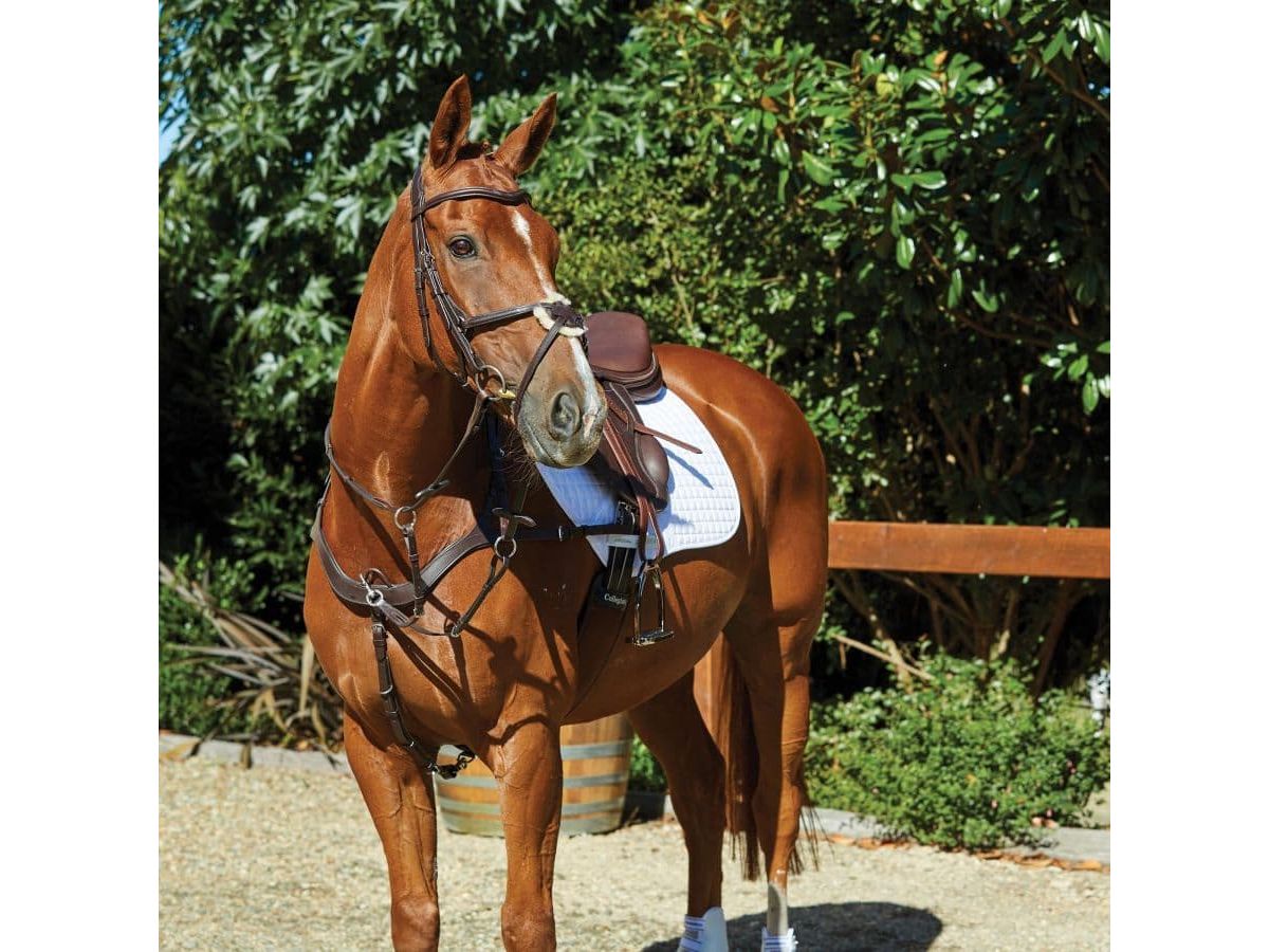 Collegiate Comfitec Grackle Bridle