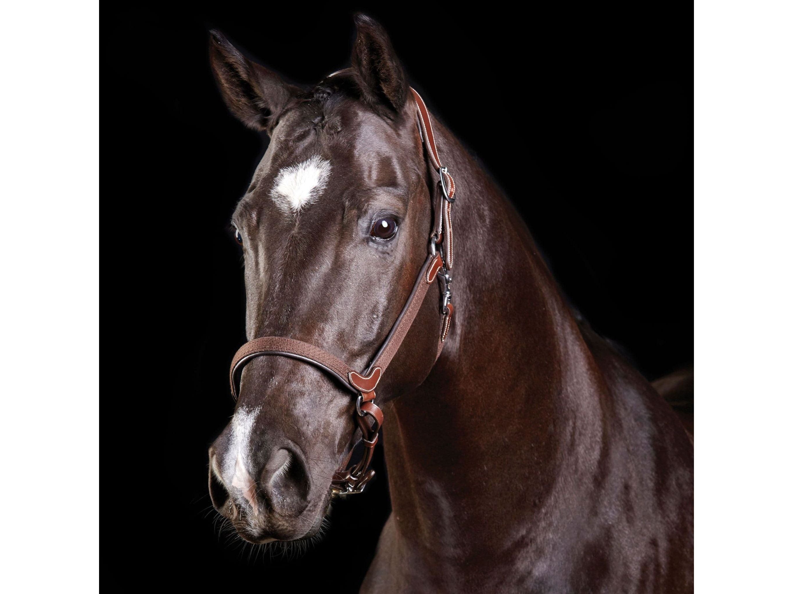 Collegiate Comfitec Leather Headcollar