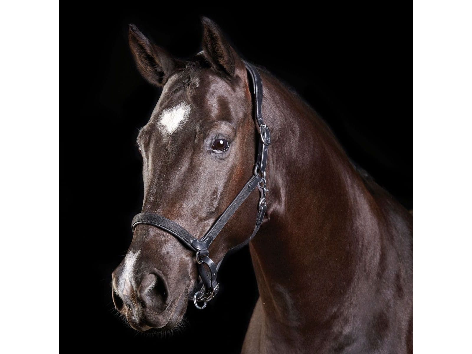 Collegiate Comfitec Leather Headcollar