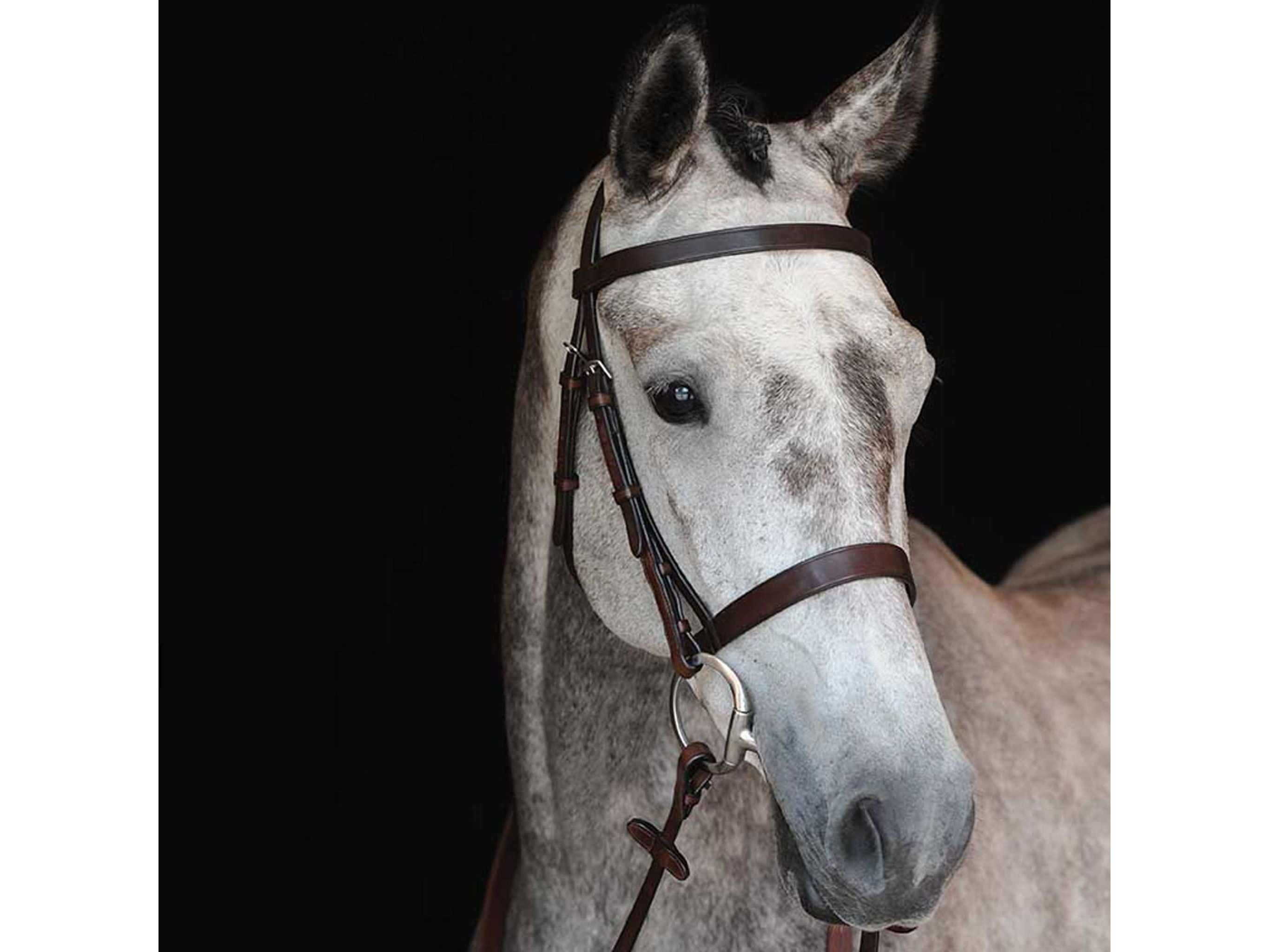 Collegiate Hunt Cavesson Bridle Iv