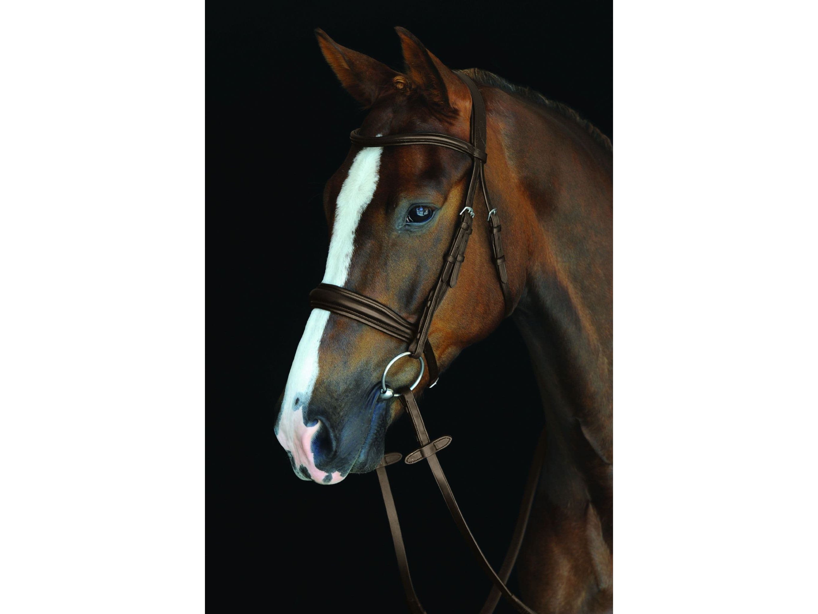 Collegiate Mono Crown Padded Raised Cavesson Bridle Warmblood Brown RRP £126.34