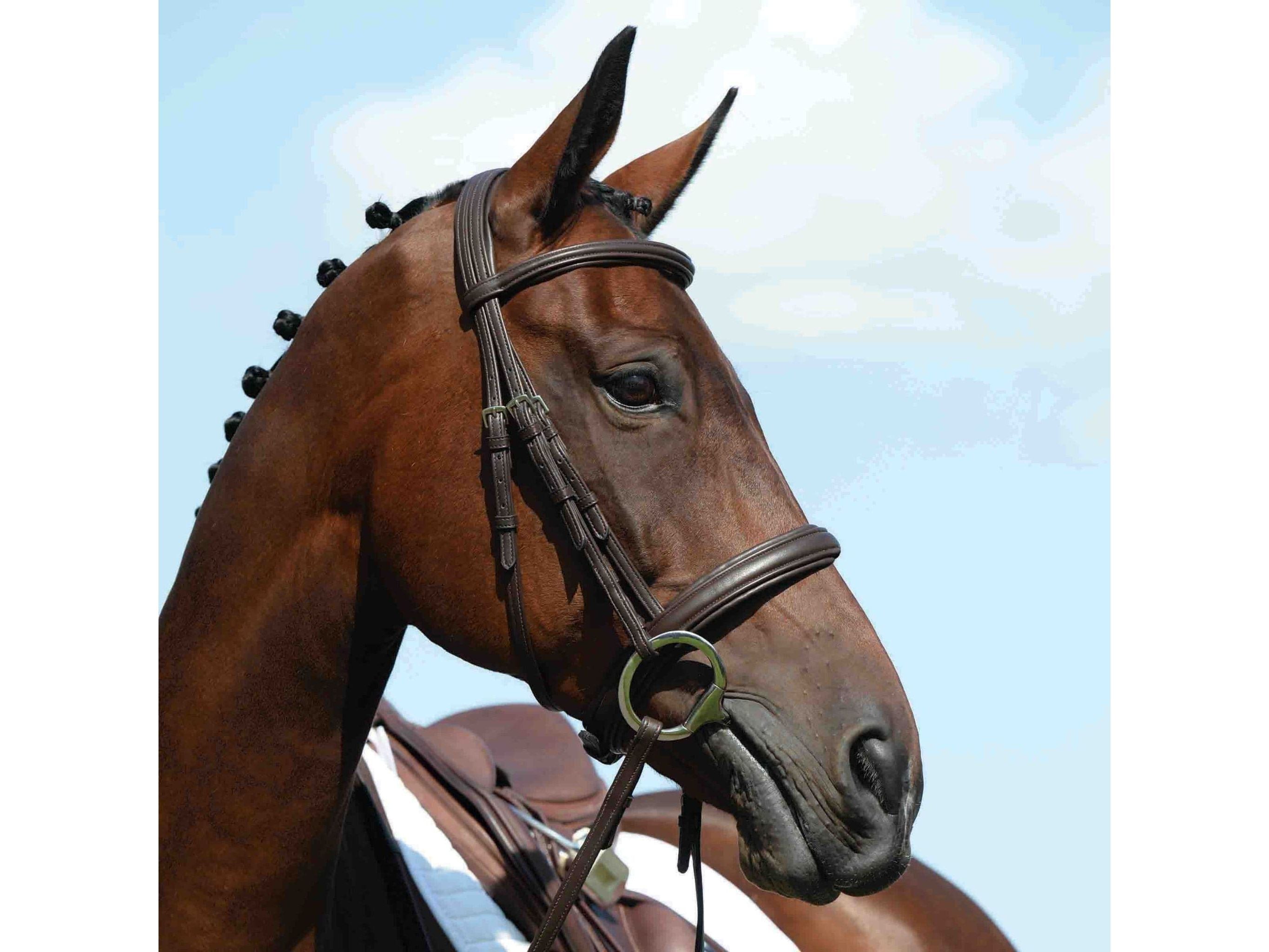 Collegiate Syntovia+ Padded Raised Cavesson Bridle